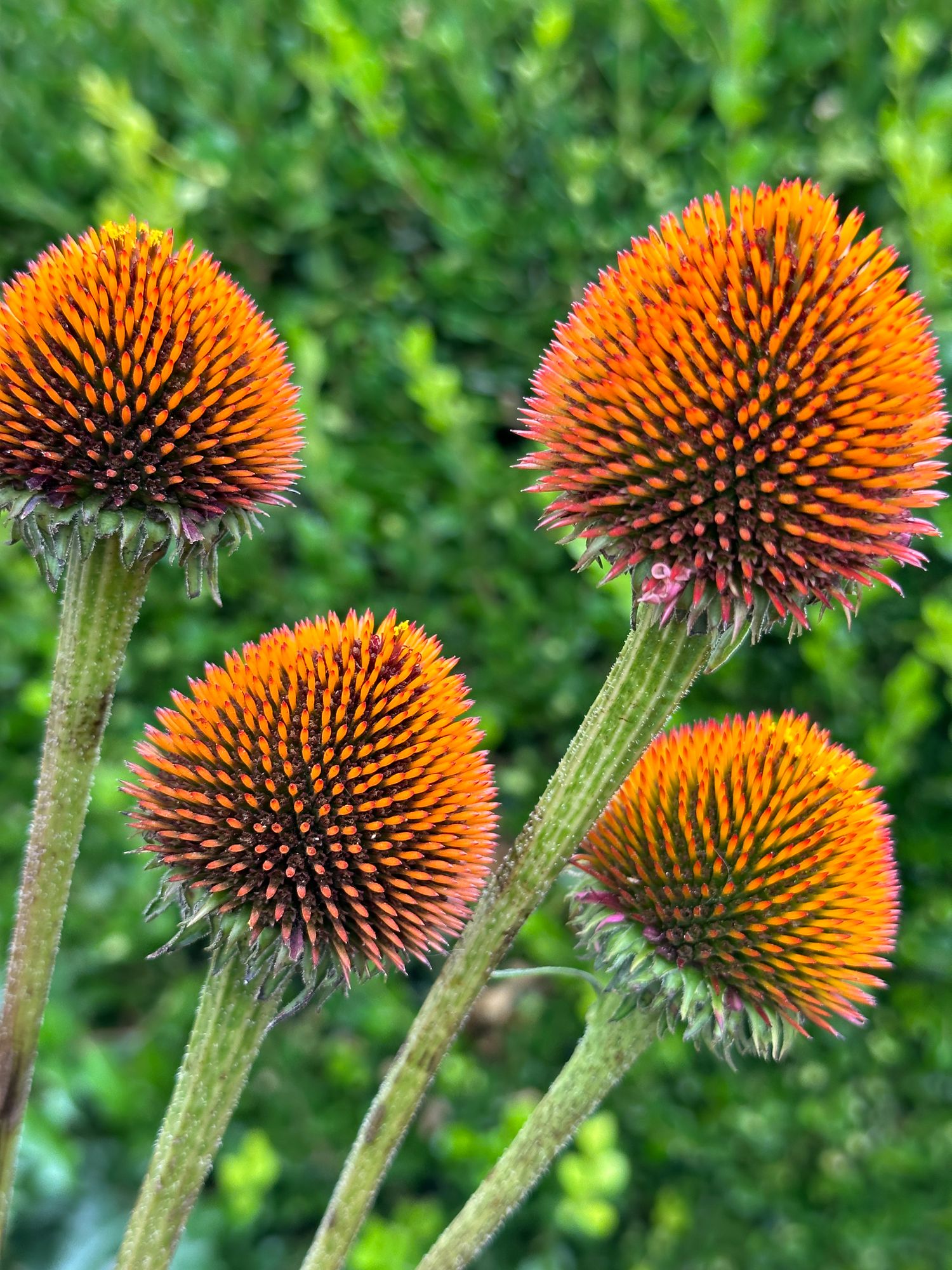 ECHINACEA purpurea