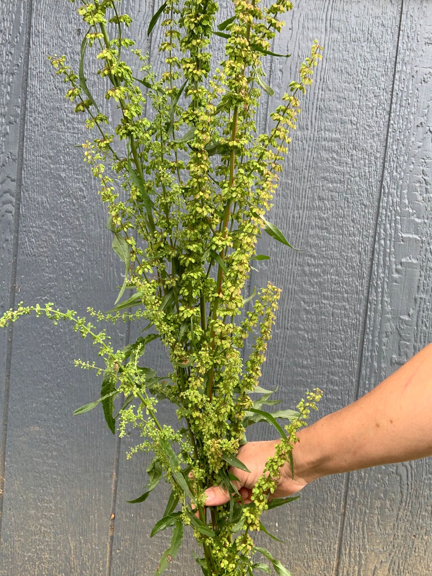 RUMEX occidentalis