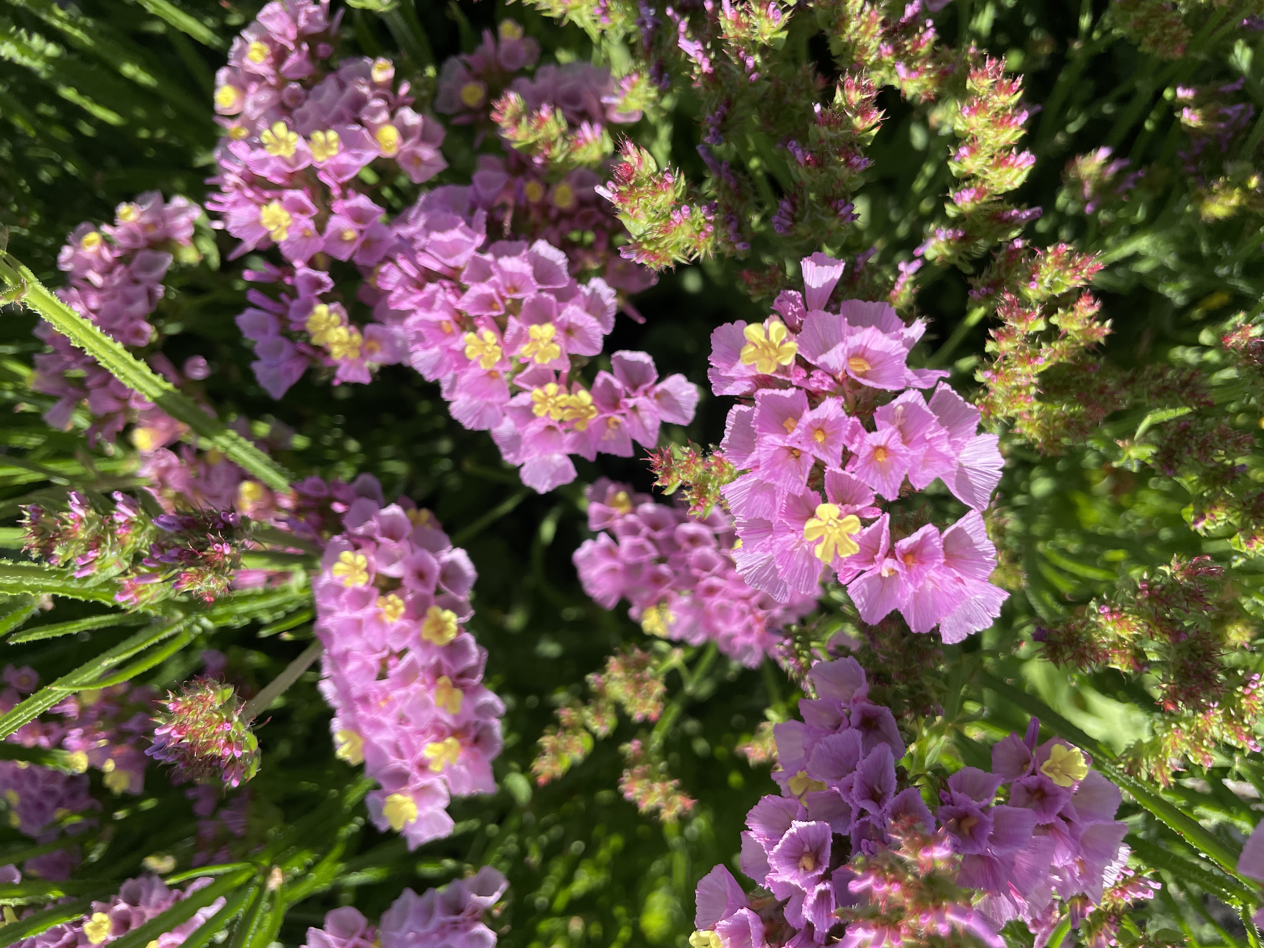 LIMONIUM sinuatum Forever Happy