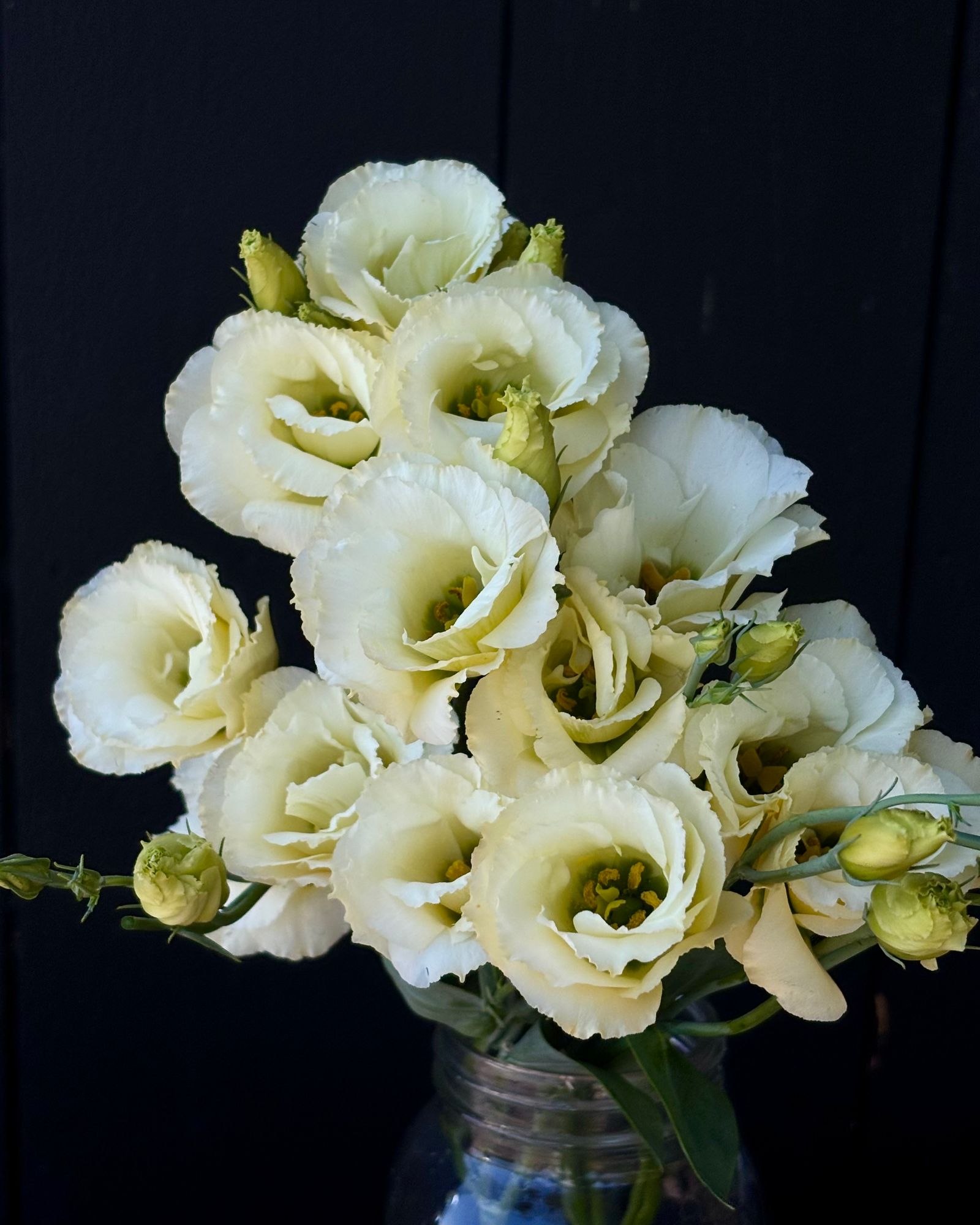 EUSTOMA grandiflorum Advantage