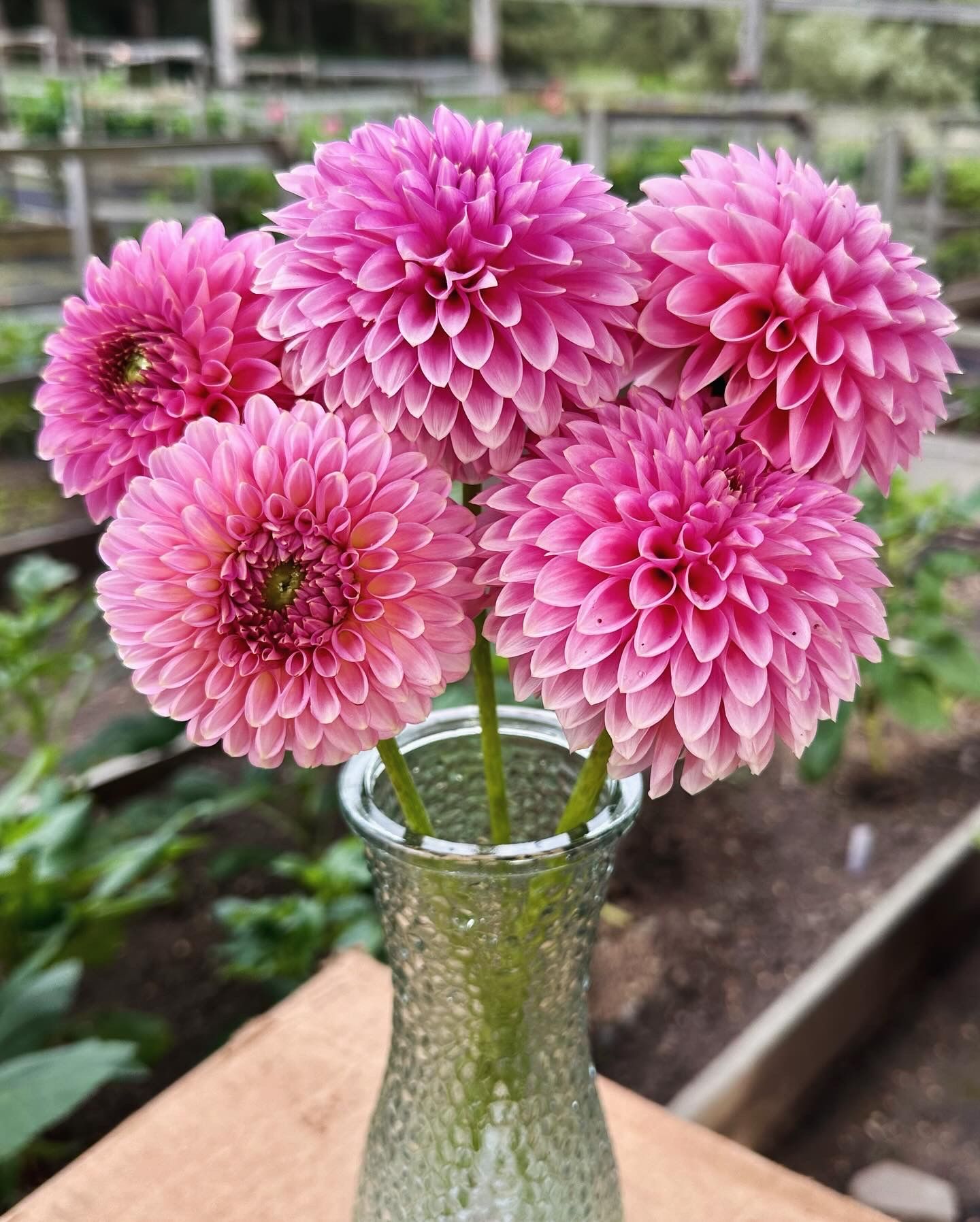 DAHLIA Bloomquist Pink Parfait