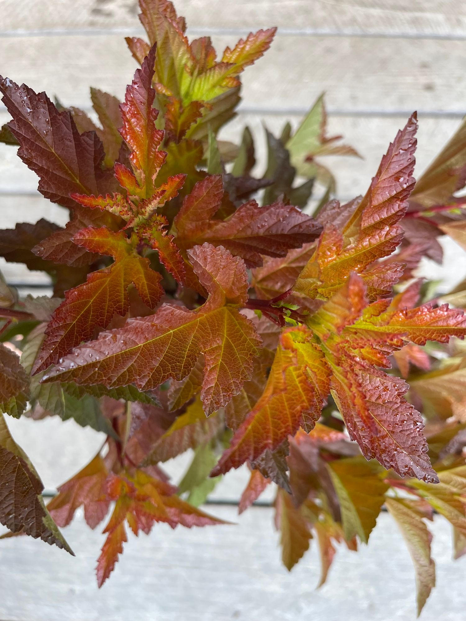 PHYSOCARPUS opulifolius