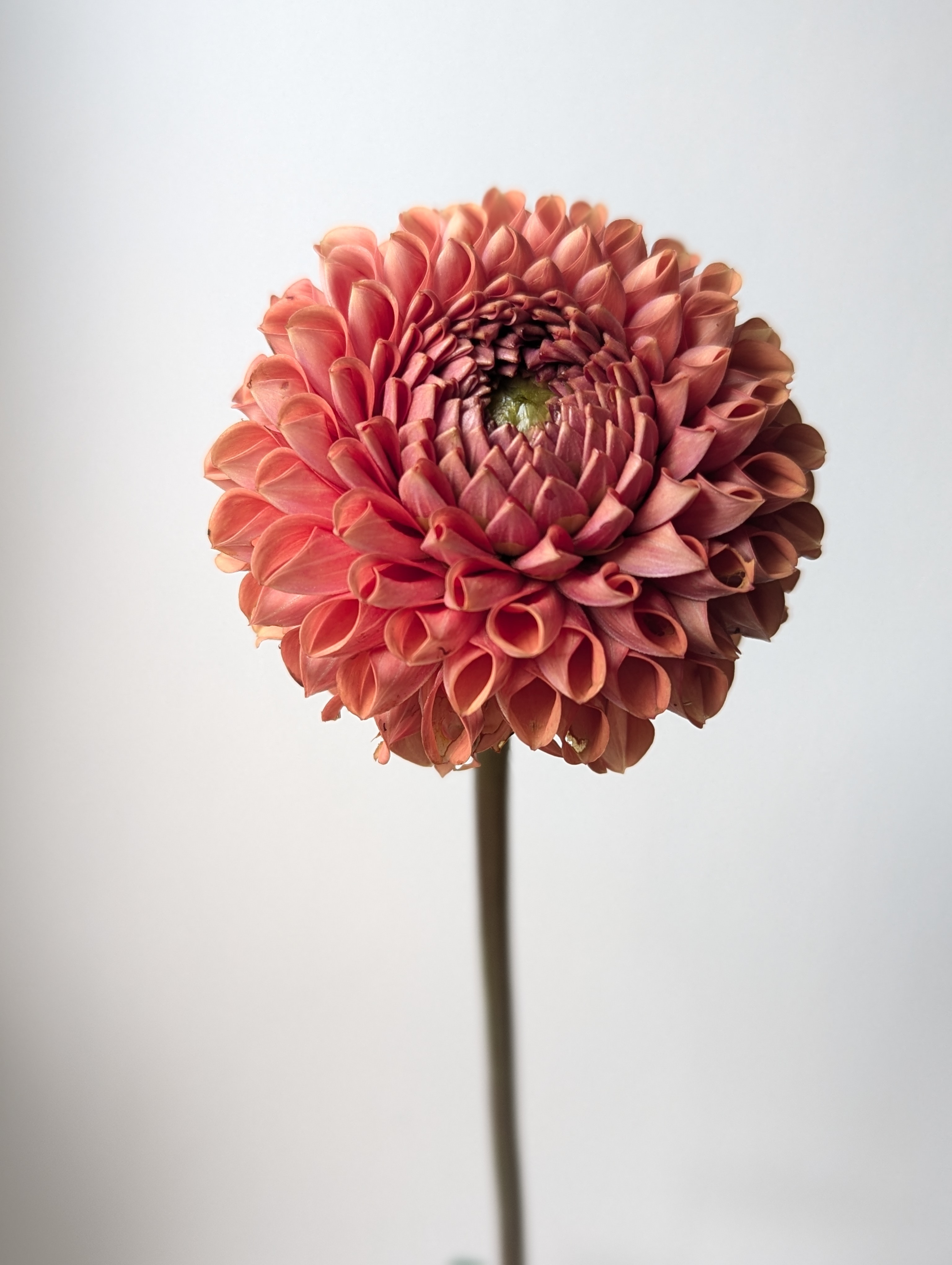 DAHLIA Cornel Bronze