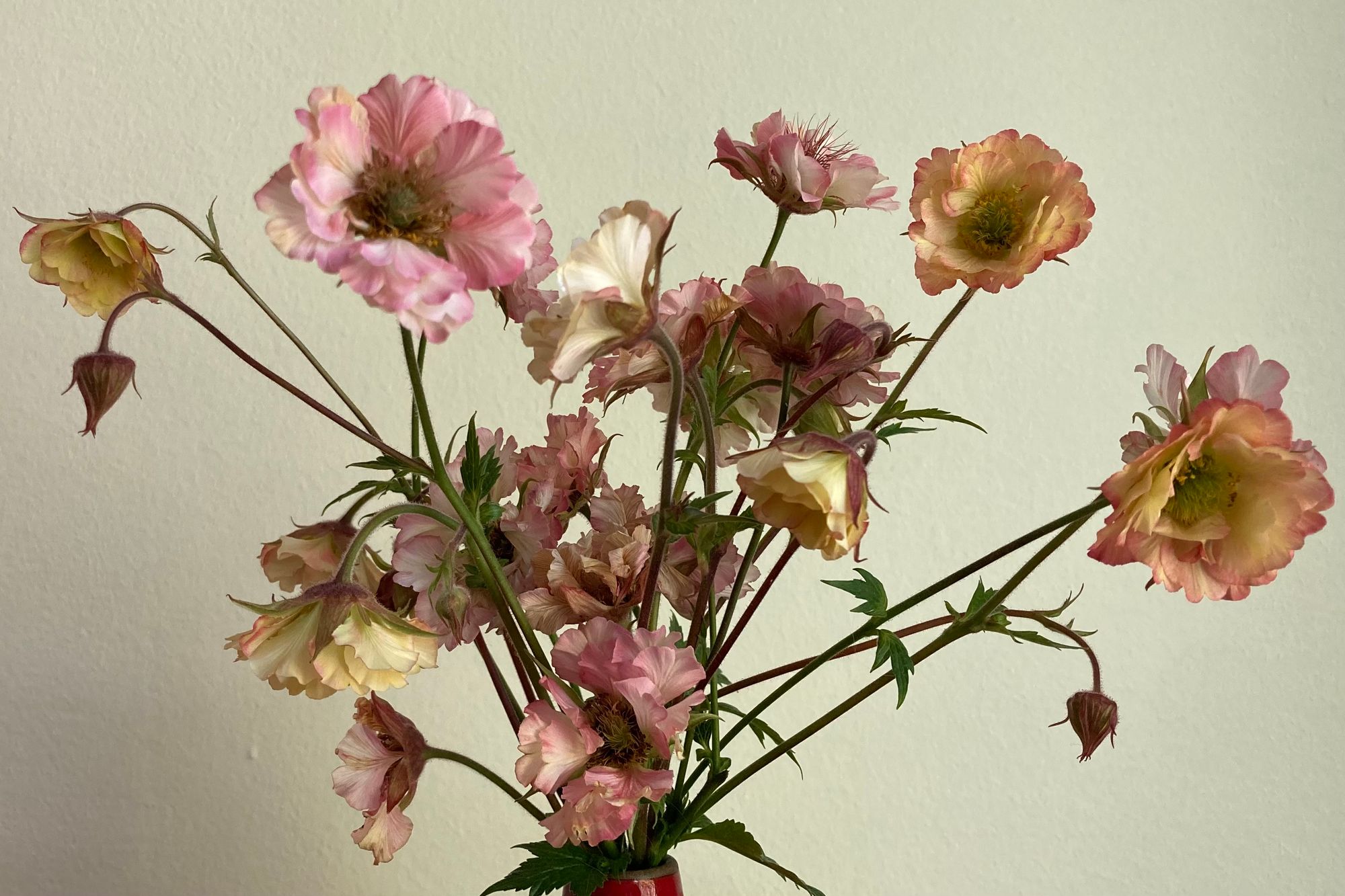 GEUM x Pretticoats Peach