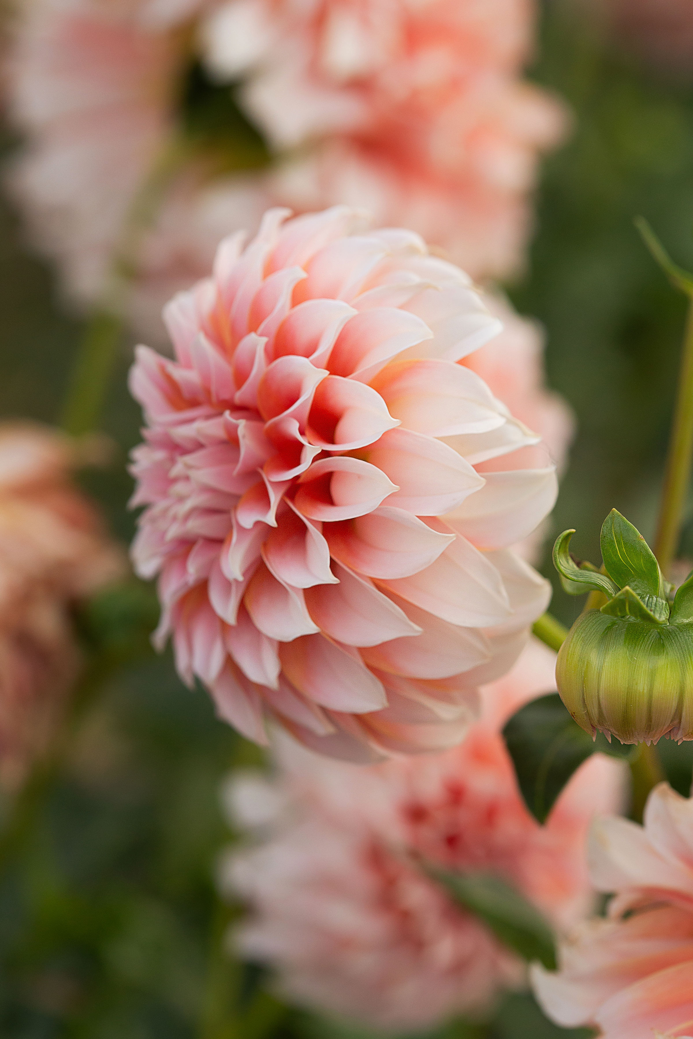 DAHLIA Peaches n Cream