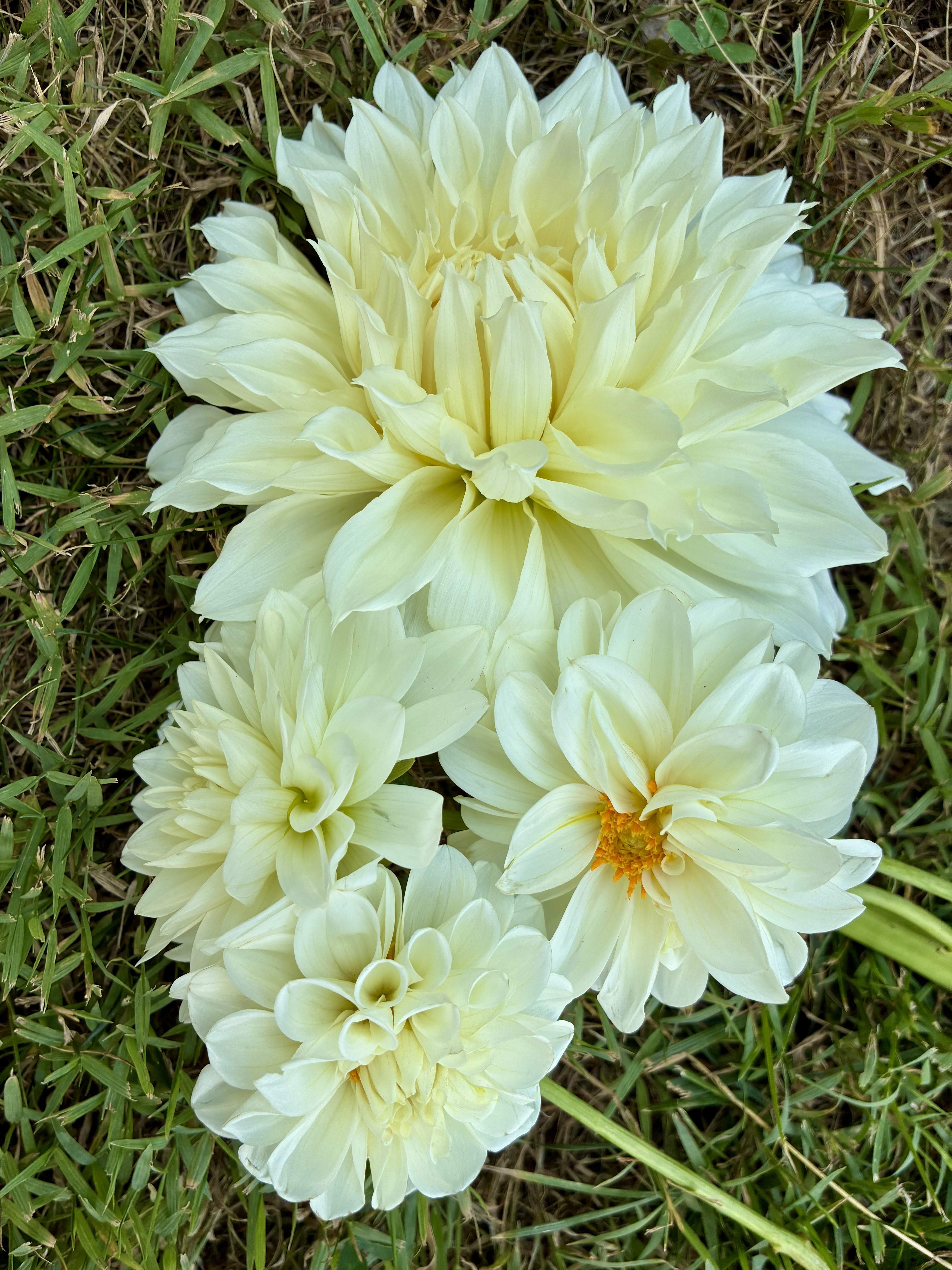 DAHLIA