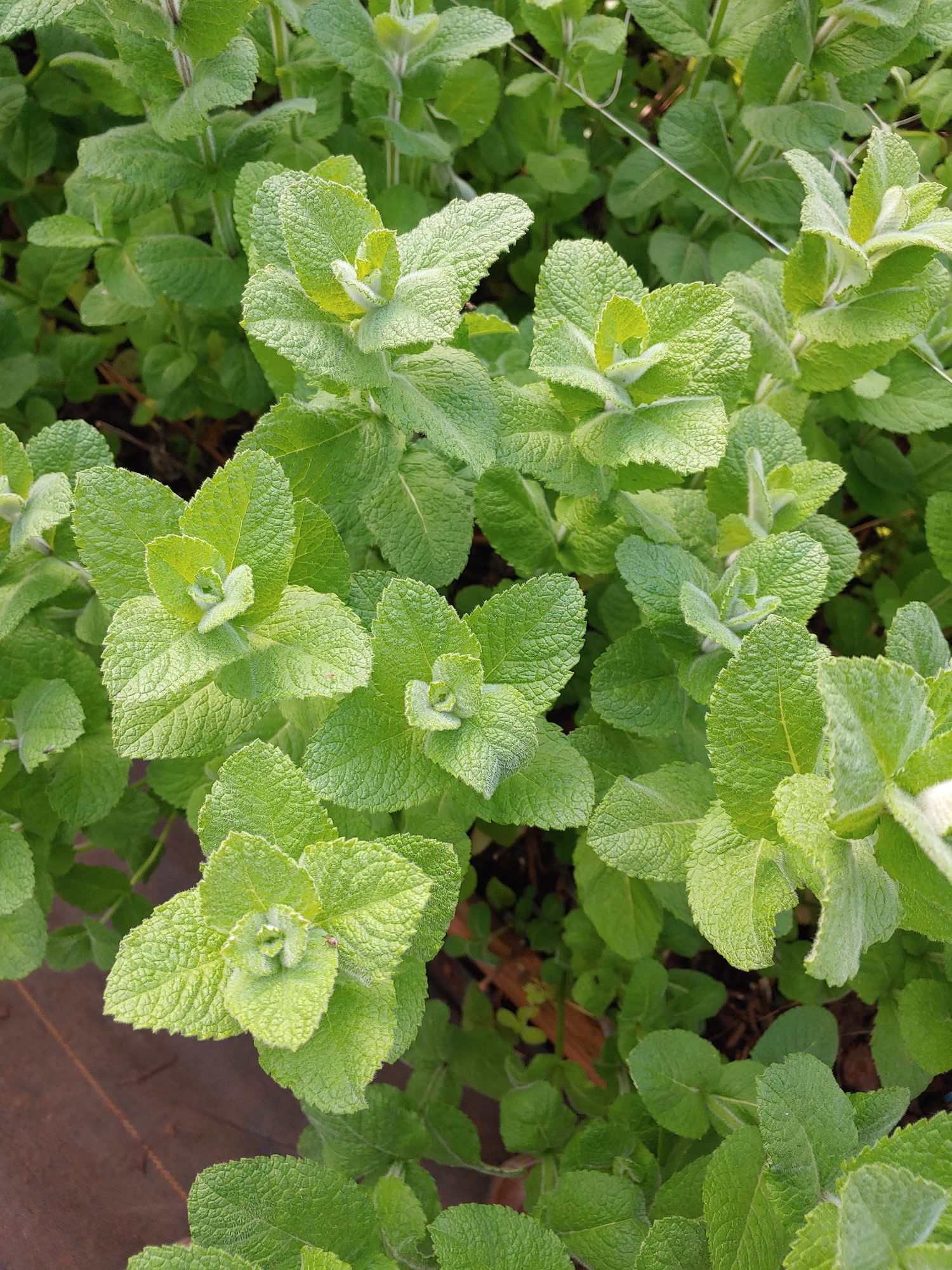 MENTHA suaveolens