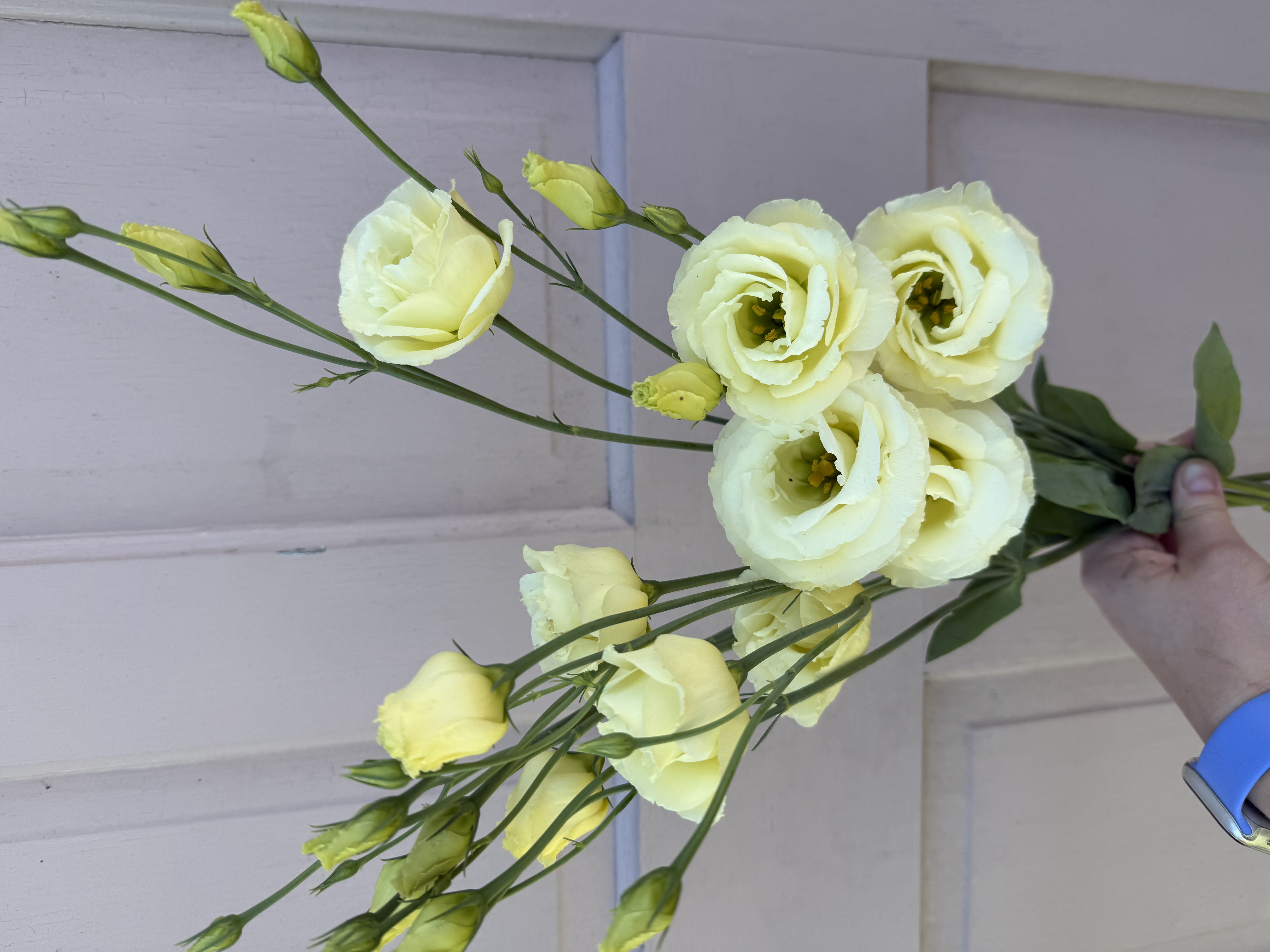 EUSTOMA grandiflorum Croma 3 Yellow