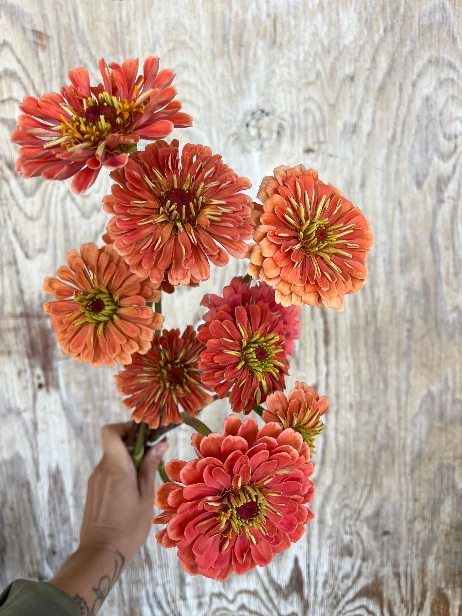 ZINNIA elegans Benarys Giant Salmon Rose