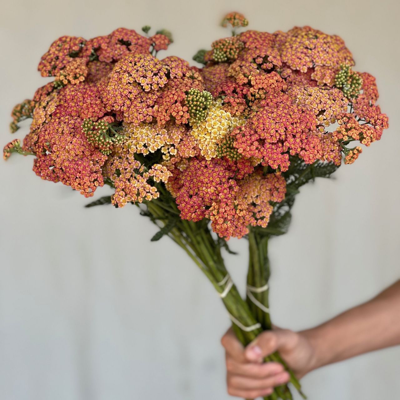 ACHILLEA x Firefly Peach