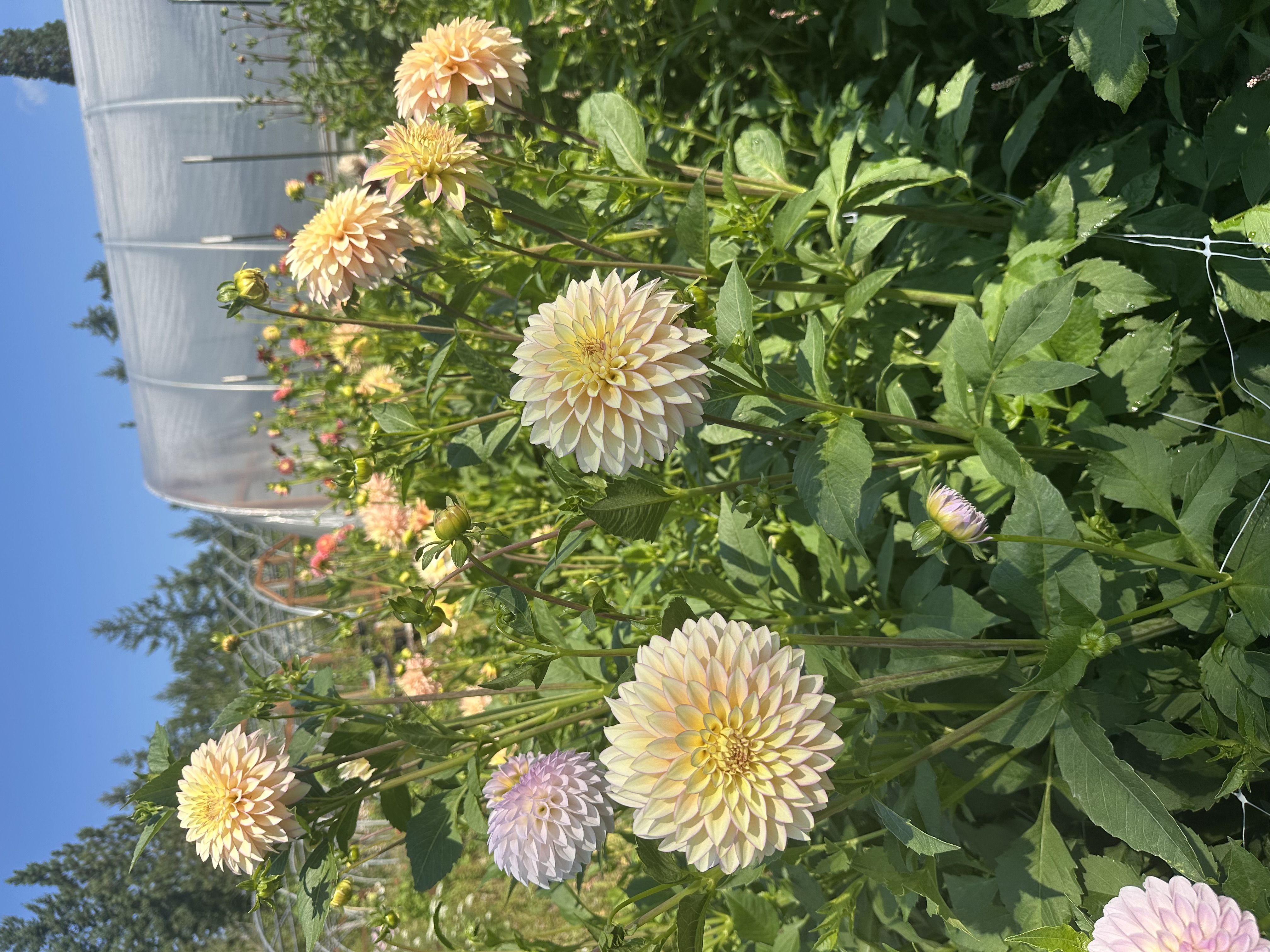 DAHLIA Bloomquist Blush