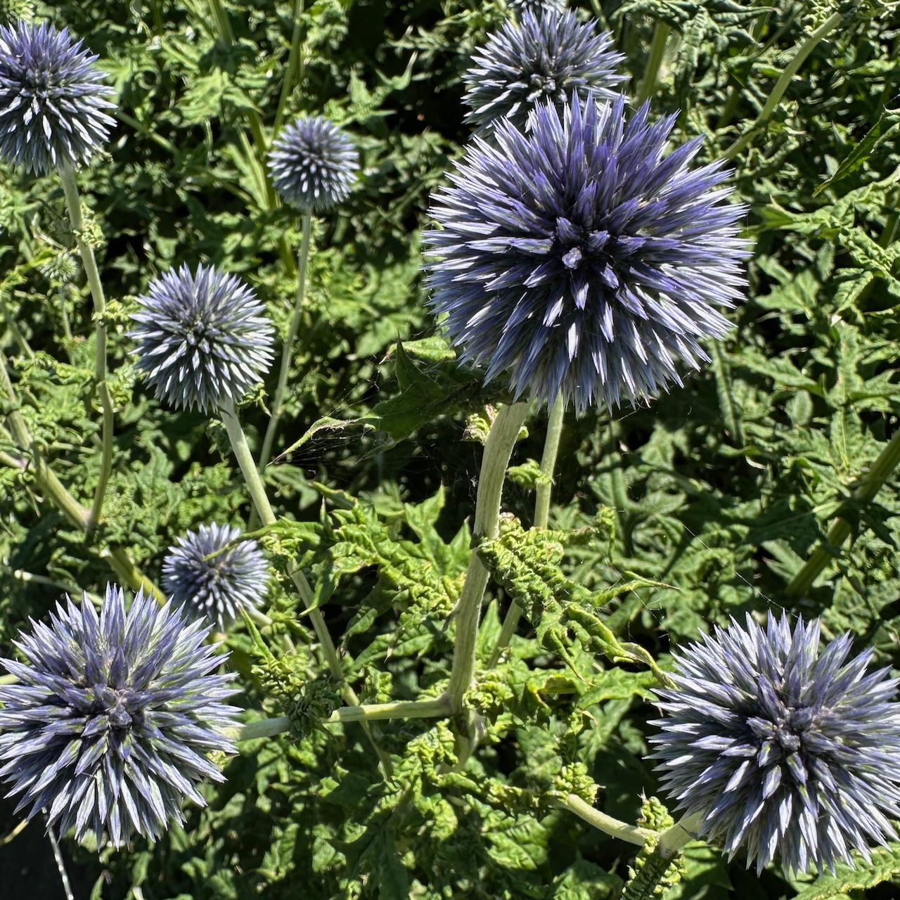 ECHINOPS bannaticus Blue Glow