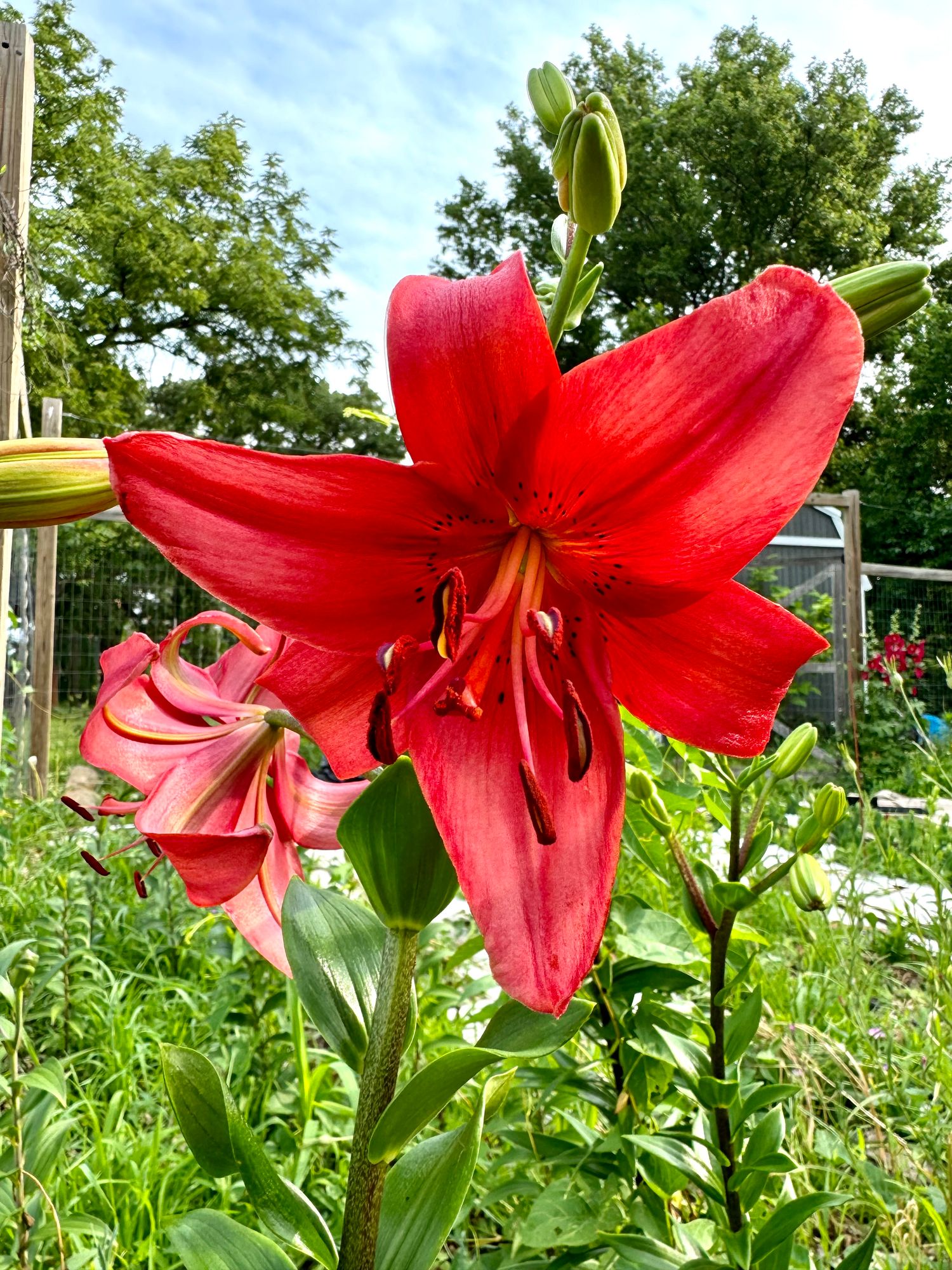 LILIUM longiflorum x asiatic