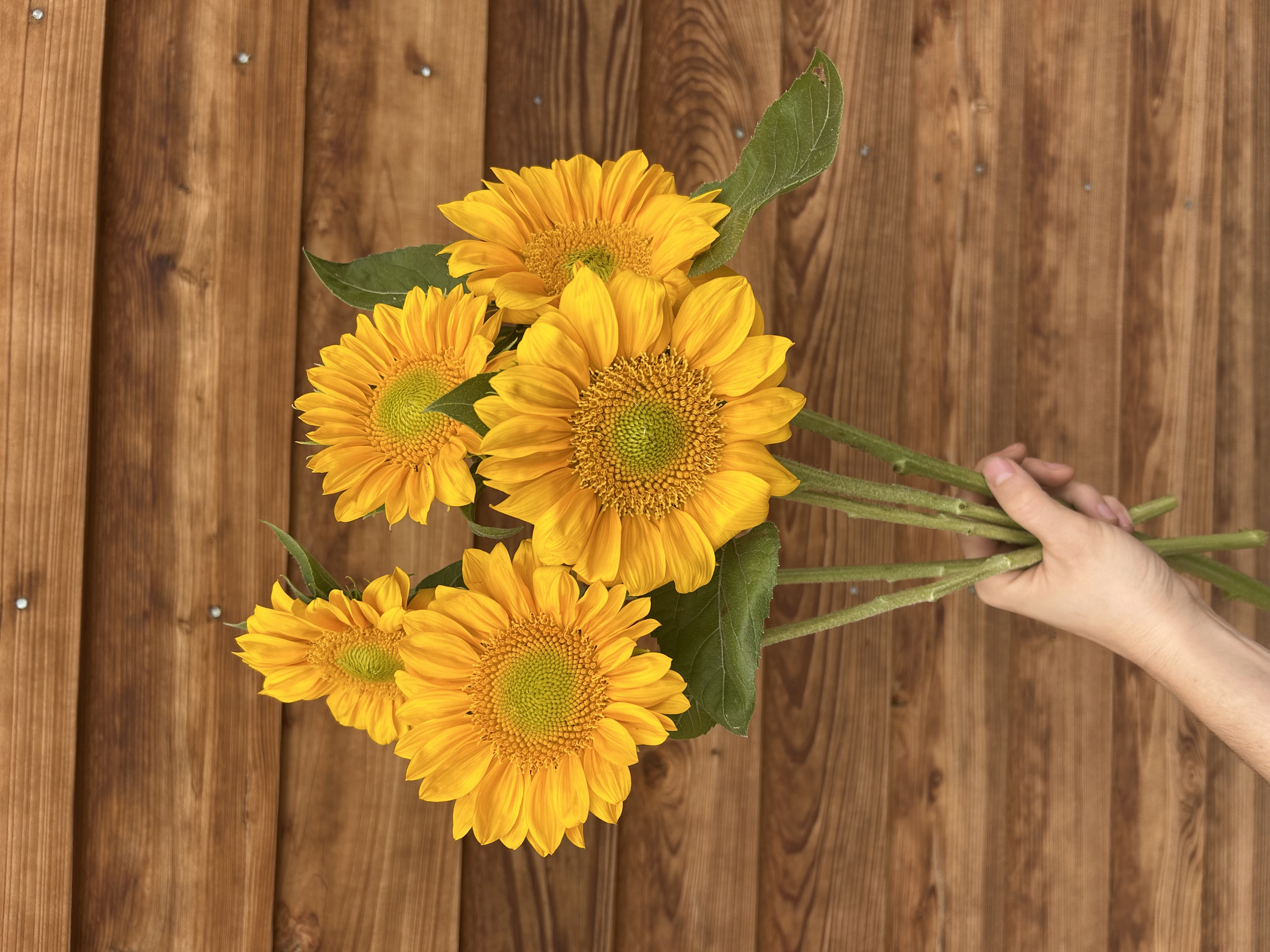 HELIANTHUS annuus ProCut Gold Lite