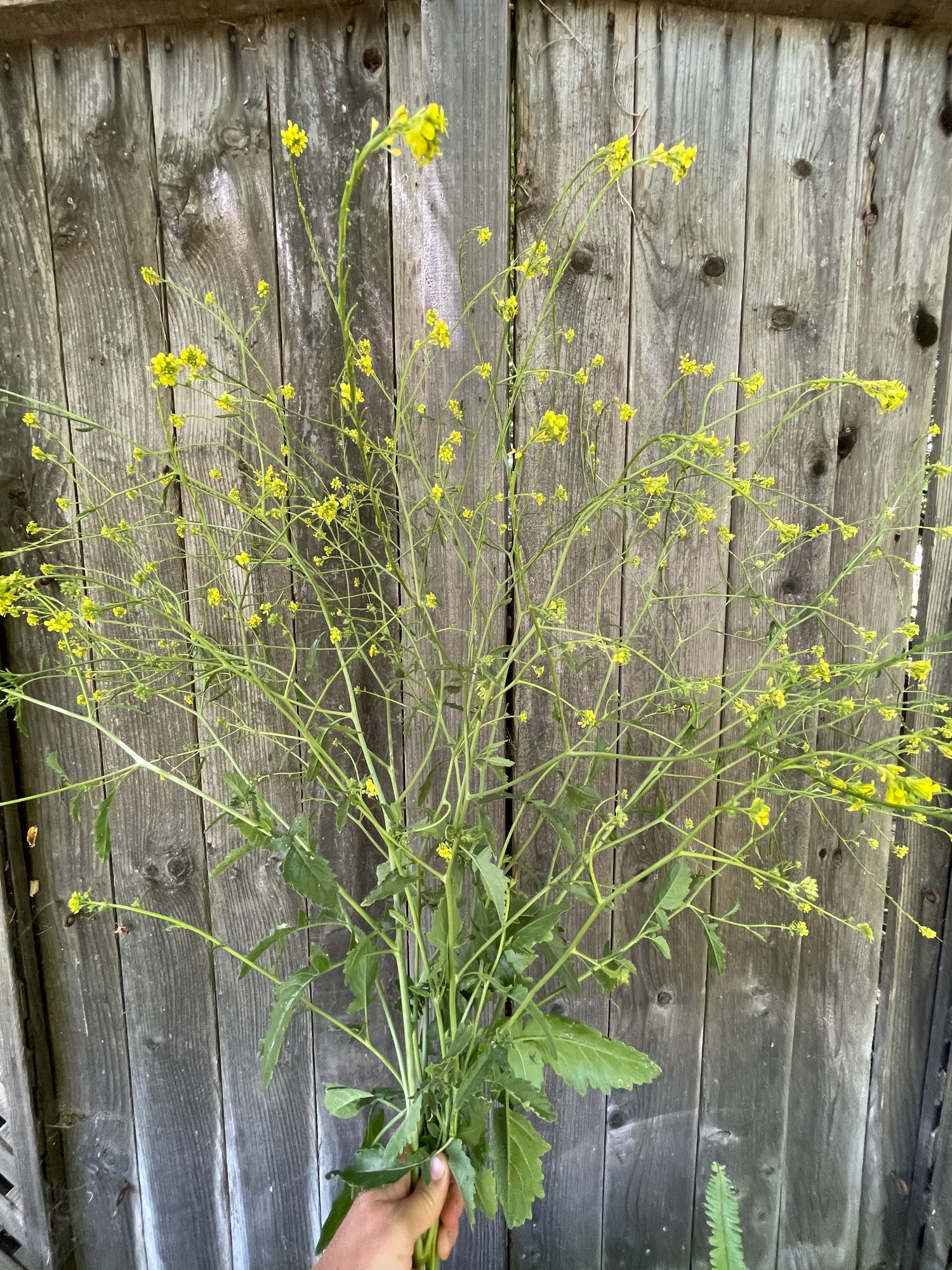 BRASSICA juncea