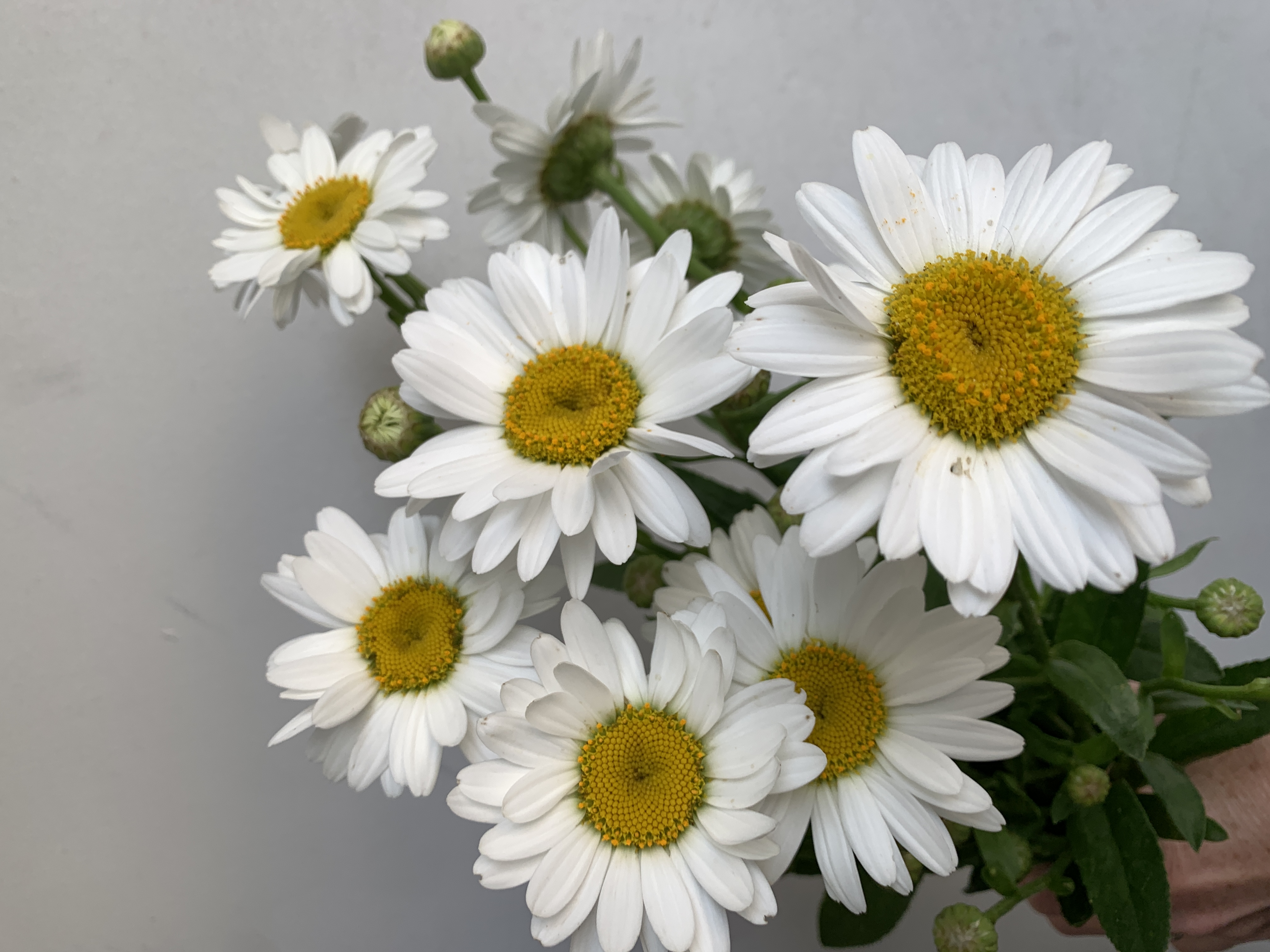 LEUCANTHEMUM x superbum Crazy Daisy