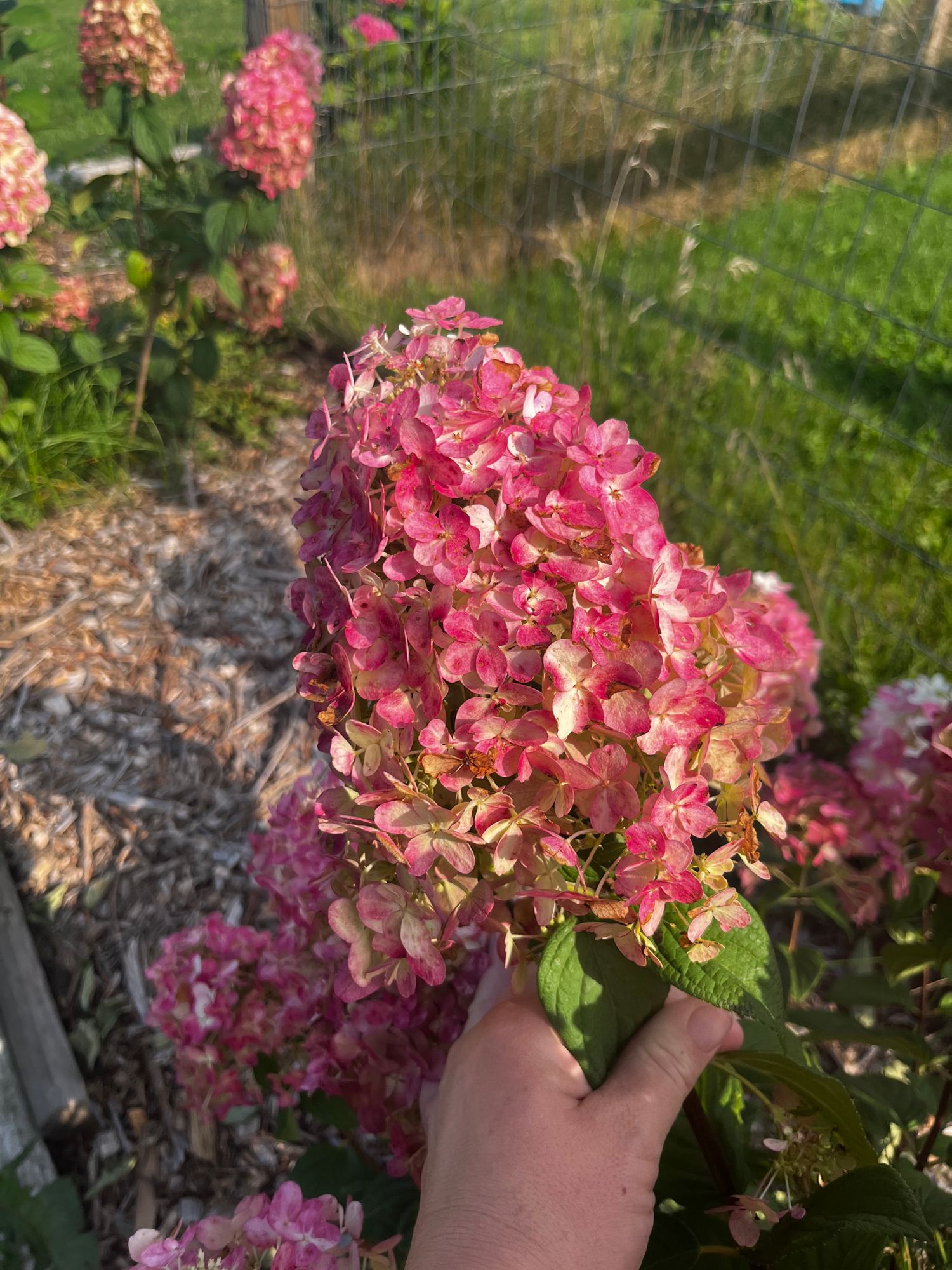 HYDRANGEA paniculata Quick Fire
