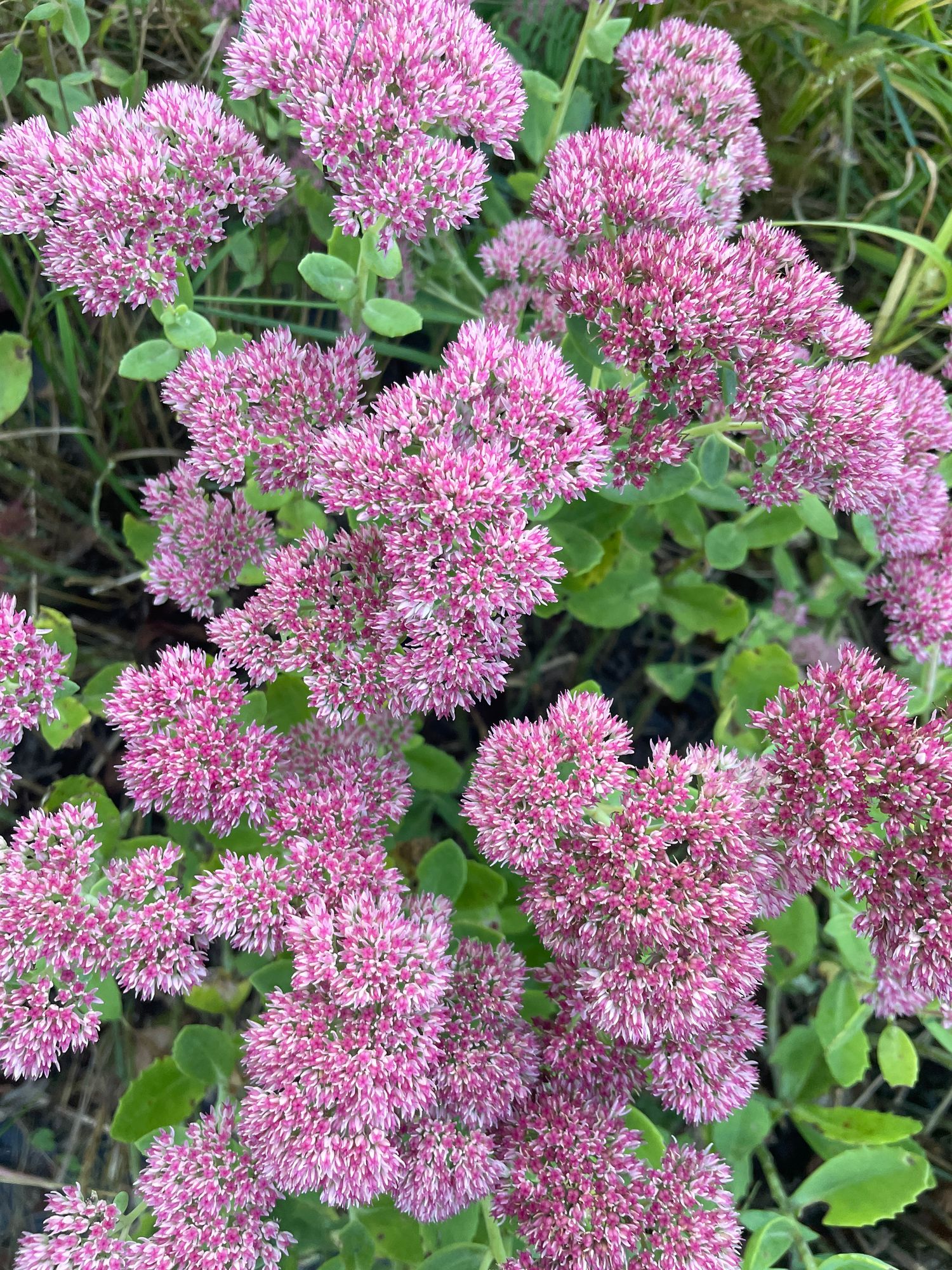 SEDUM montanum