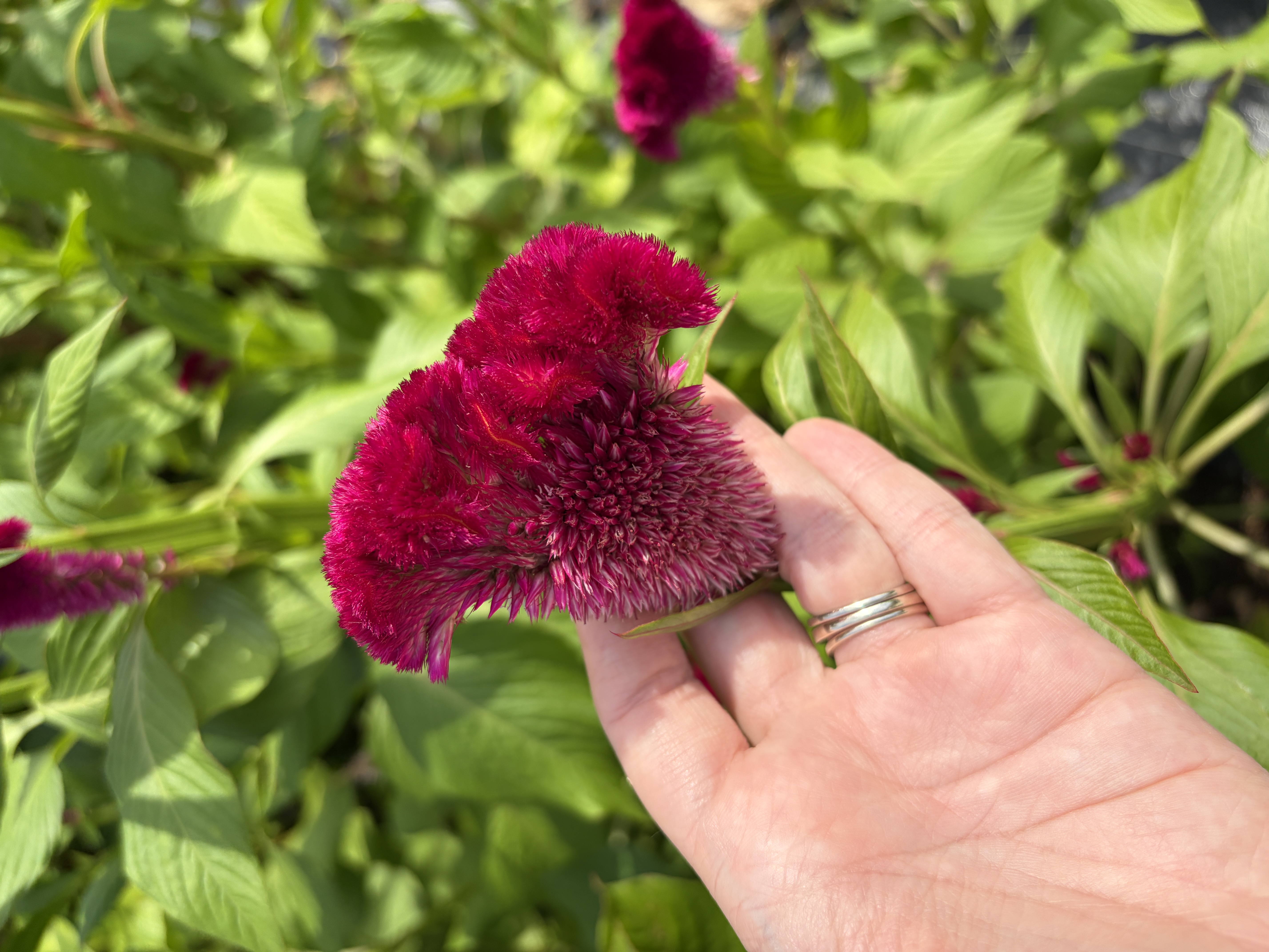 CELOSIA argentea var. cristata Cramer's Burgundy