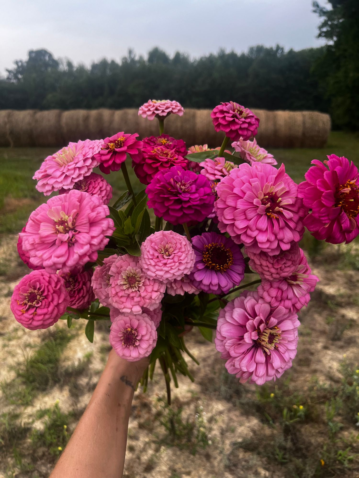 ZINNIA