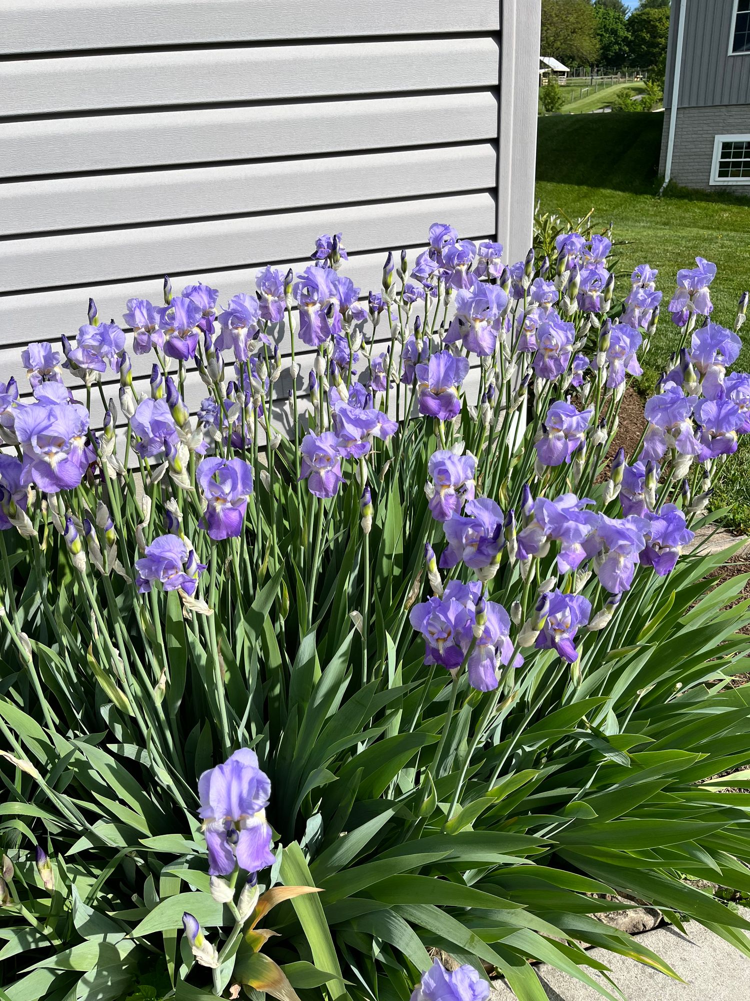 IRIS germanica