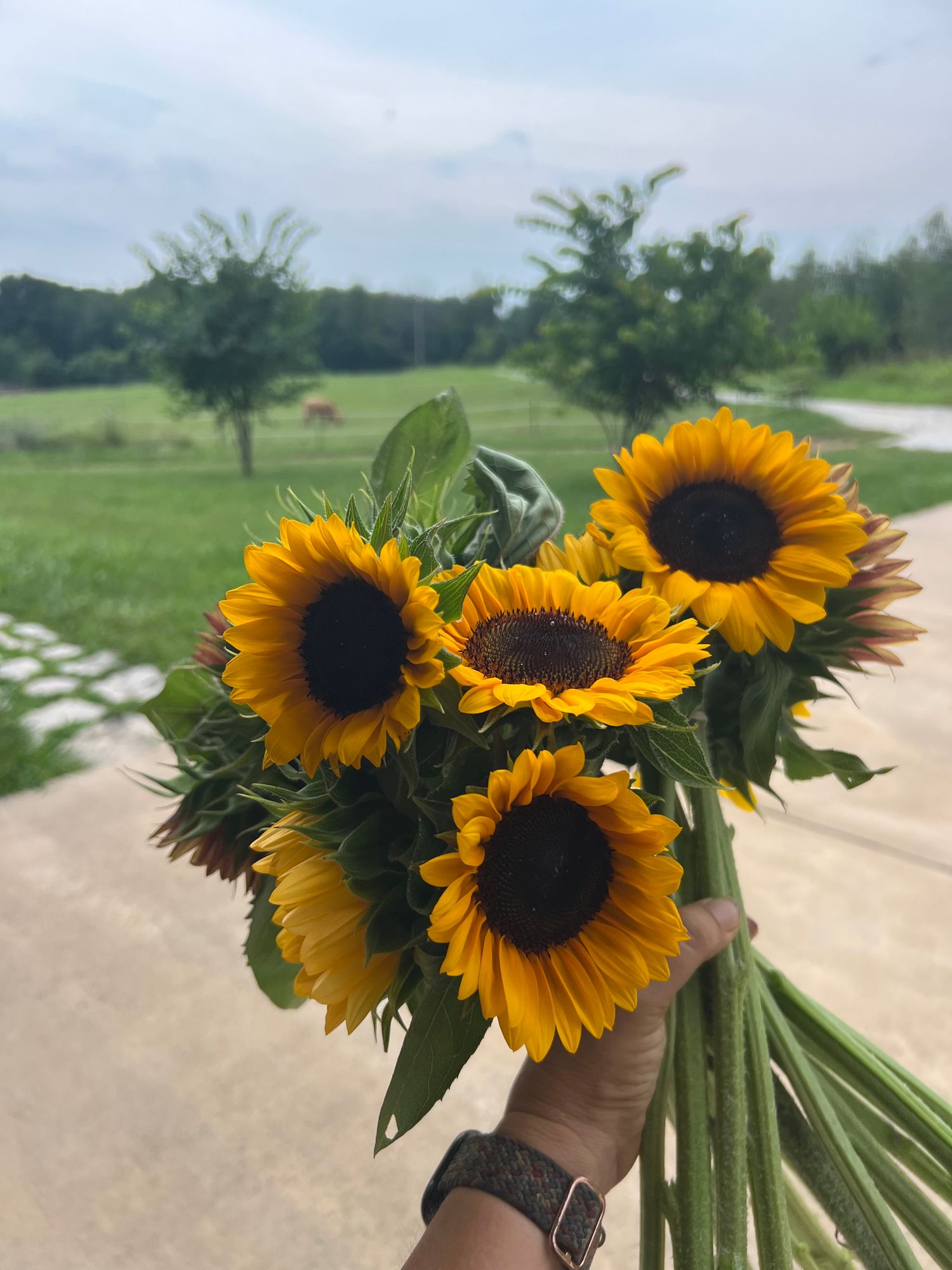 HELIANTHUS annuus ProCut