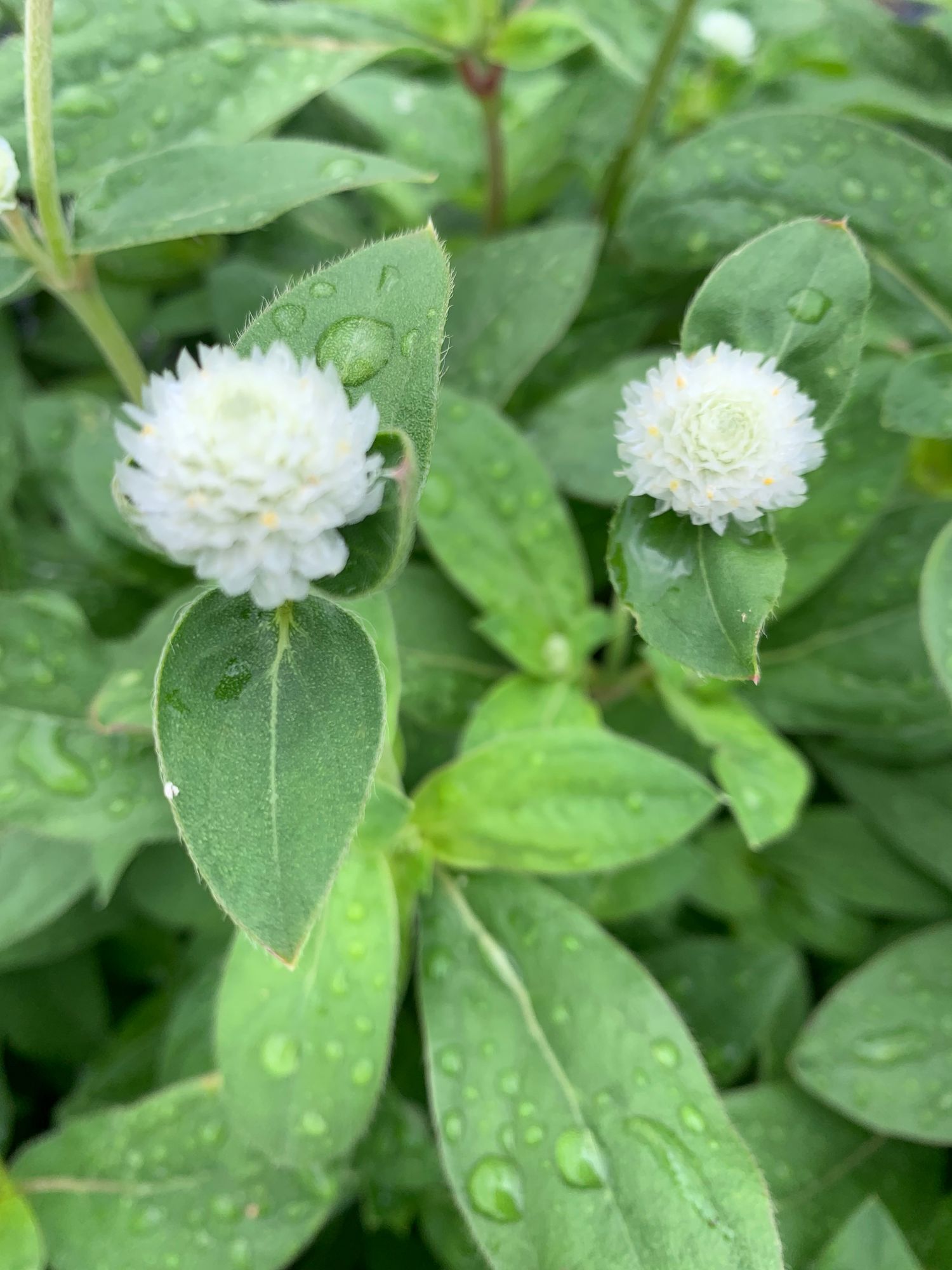 GOMPHRENA globosa