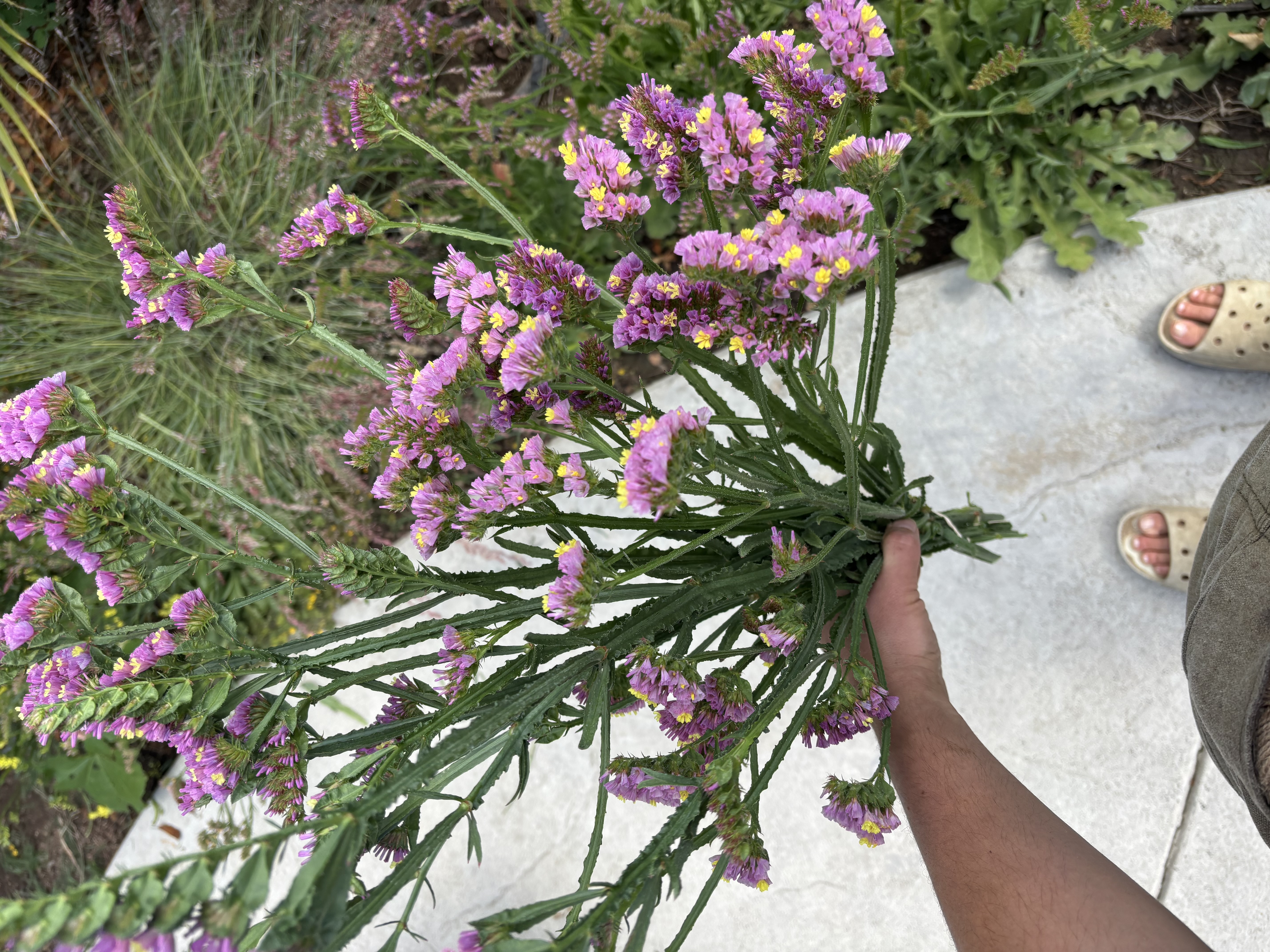 LIMONIUM sinuatum Forever Happy