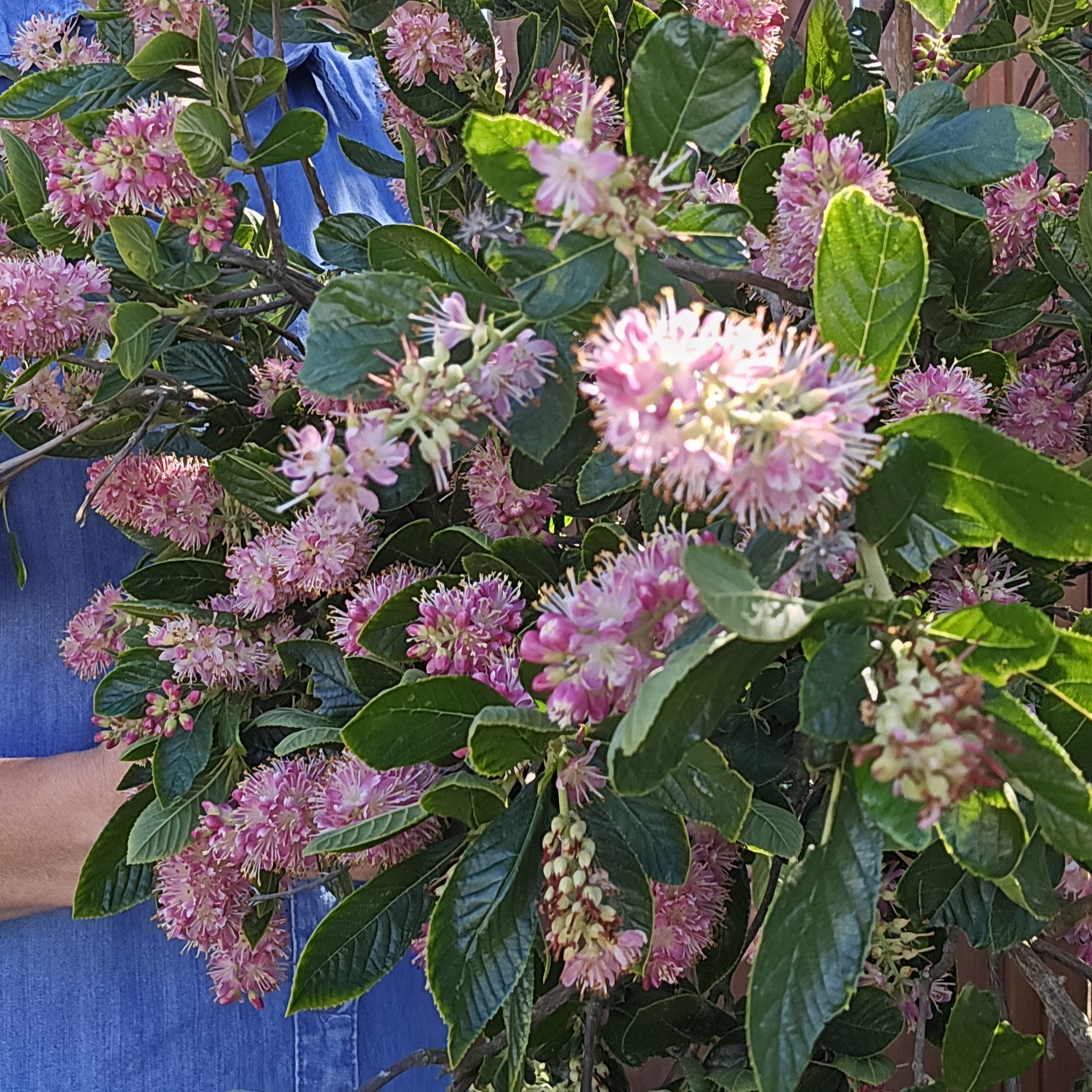CLETHRA alnifolia Vanilla Spice