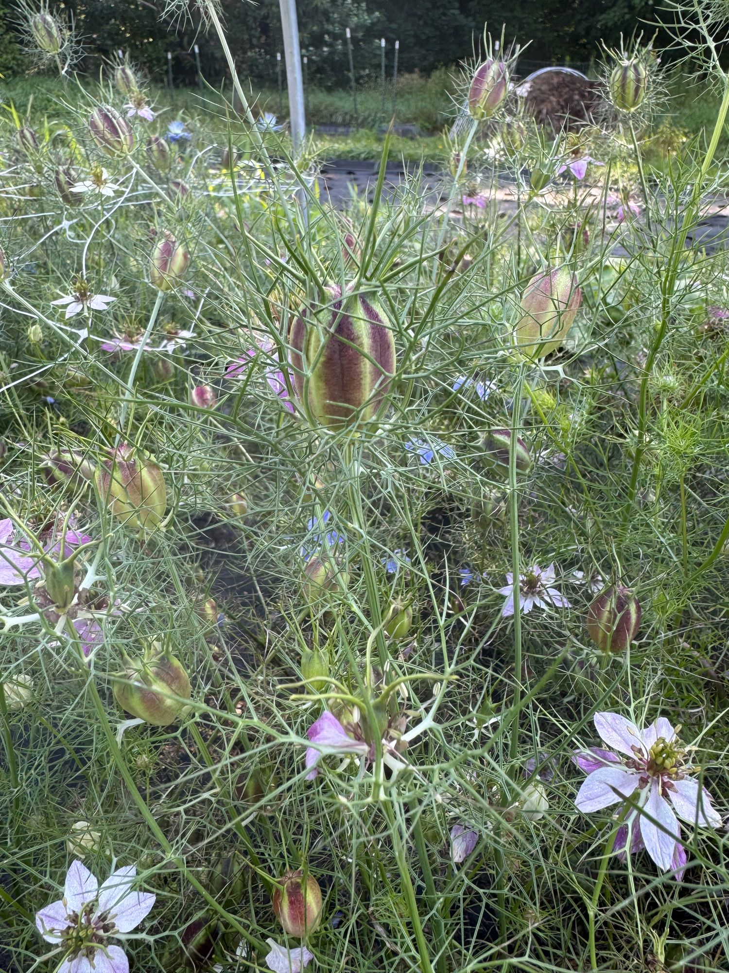 NIGELLA damascena Albion