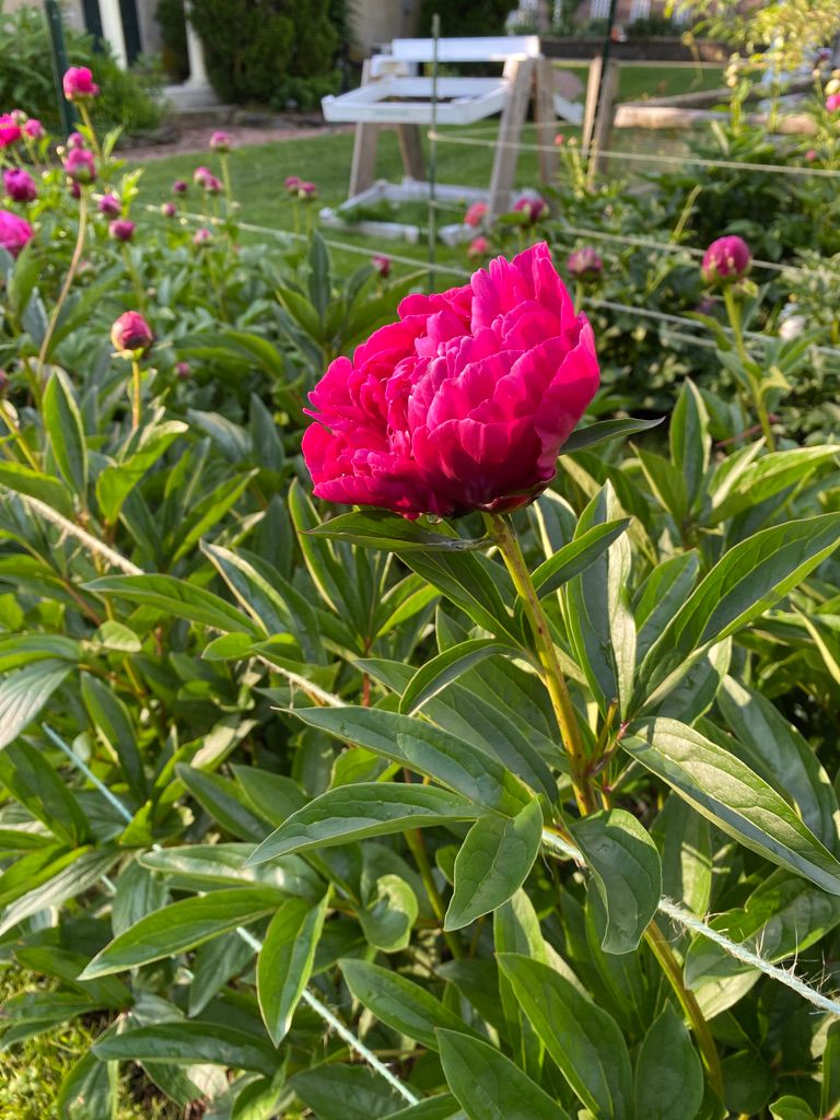 PAEONIA lactiflora Karl Rosenfield