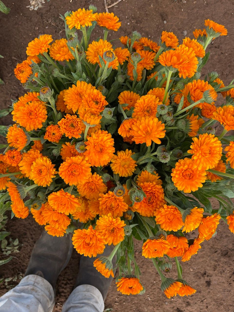 CALENDULA officinalis