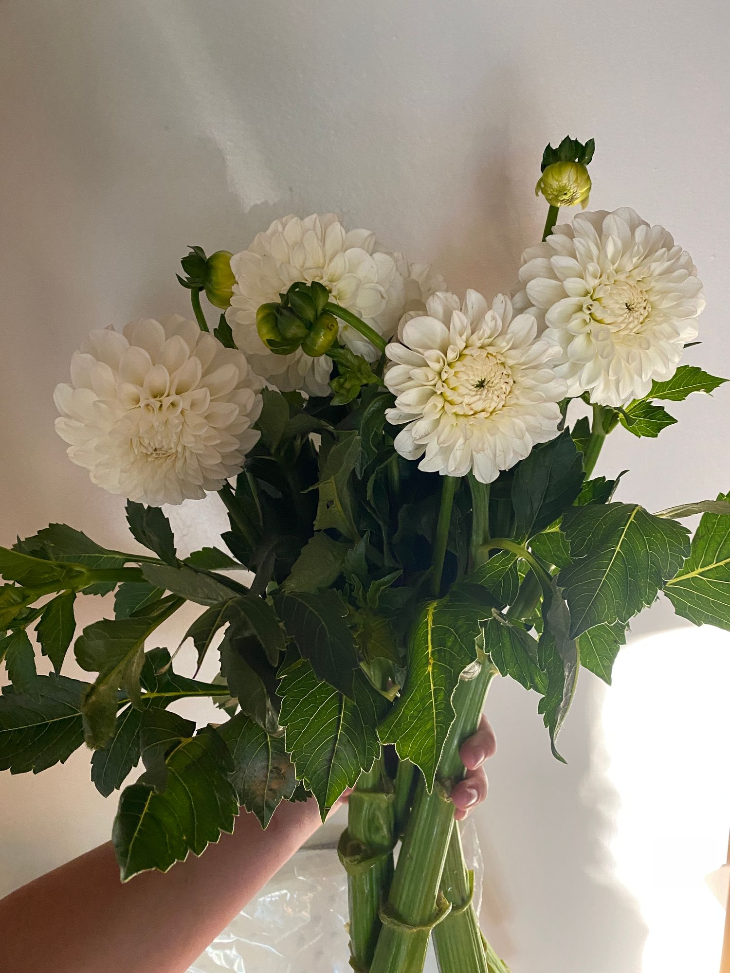 DAHLIA Ball