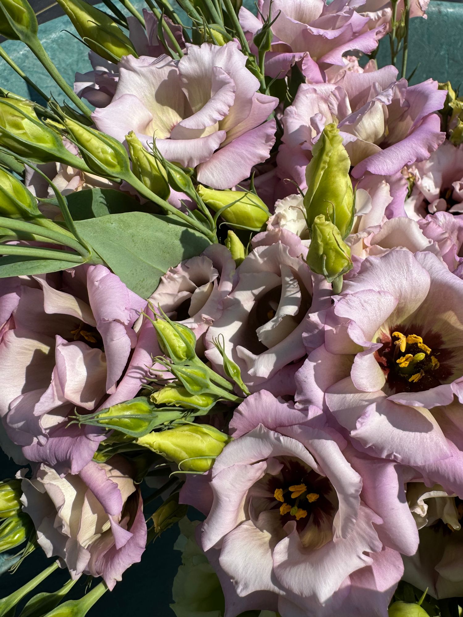 EUSTOMA grandiflorum Celeb