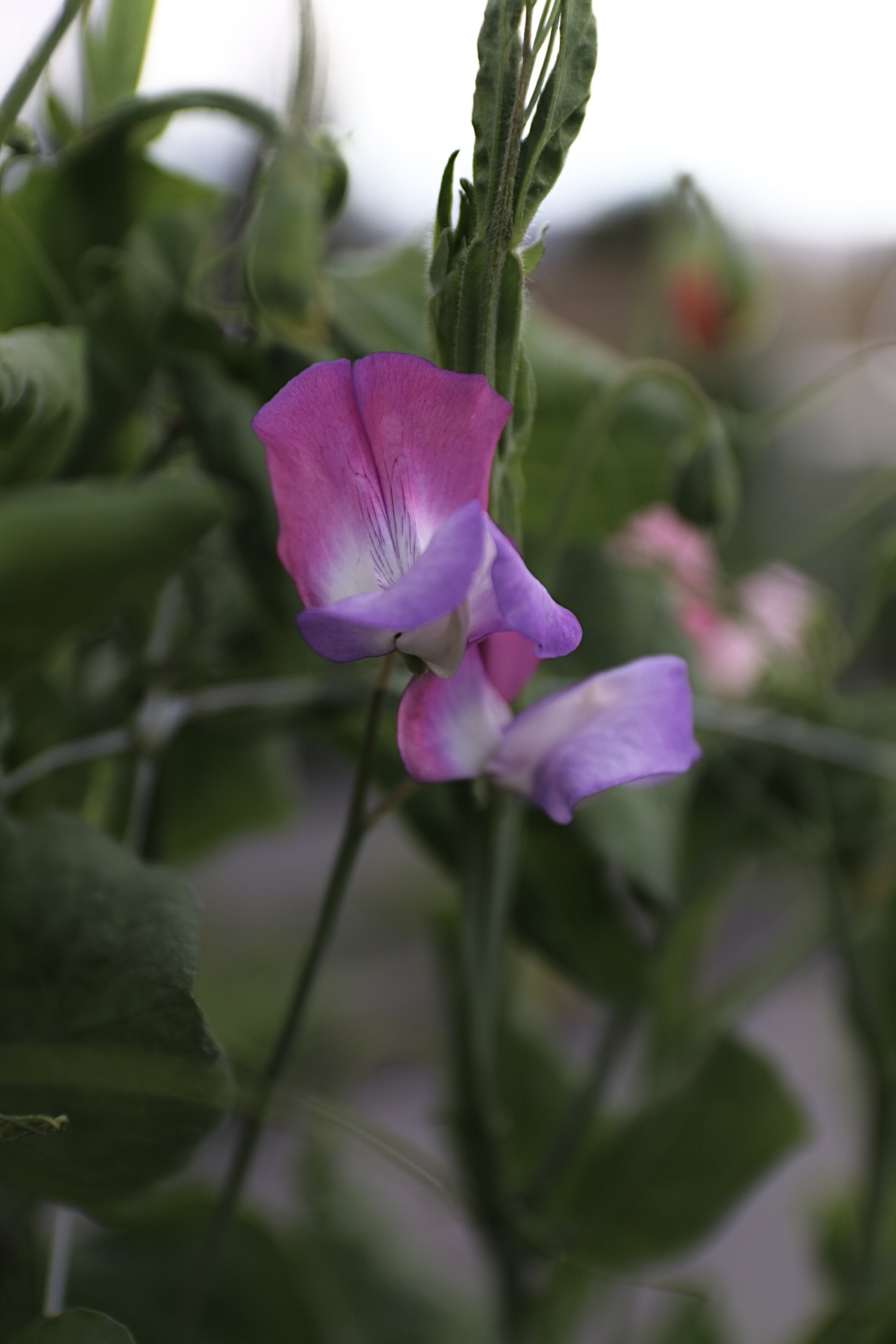 LATHYRUS odoratus