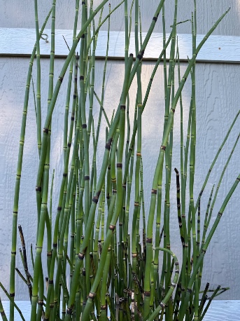 EQUISETUM