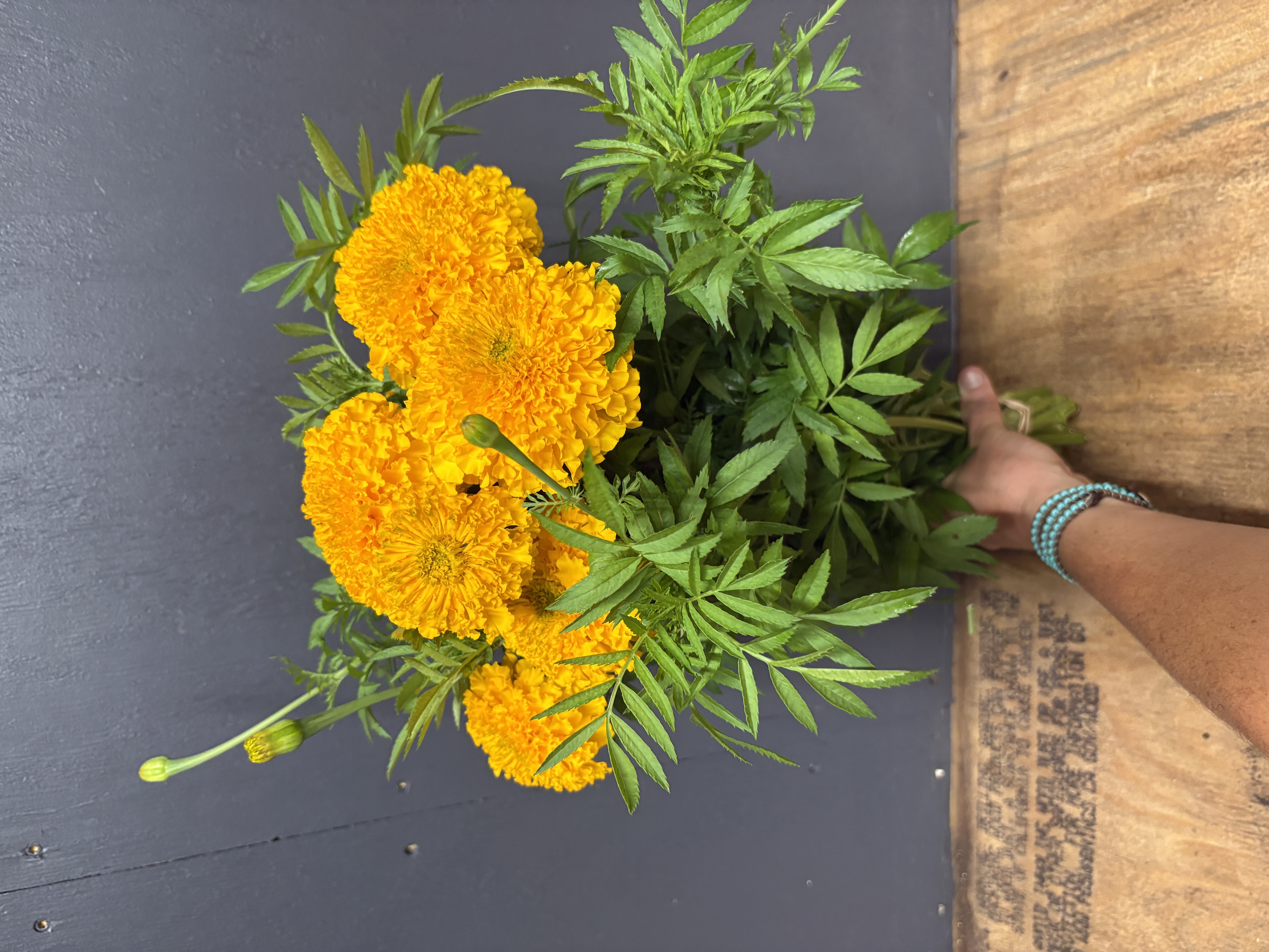 TAGETES erecta Coco Gold