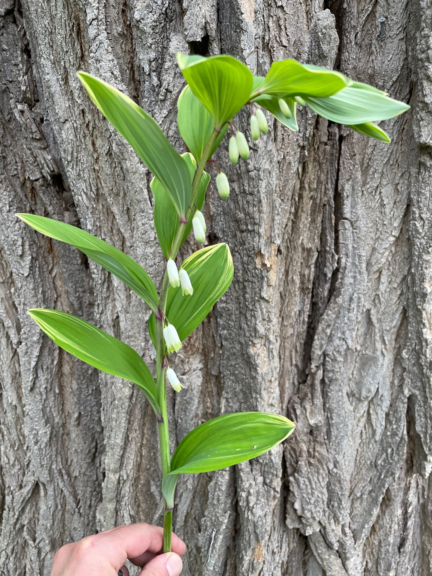 POLYGONATUM odoratum Variegatum