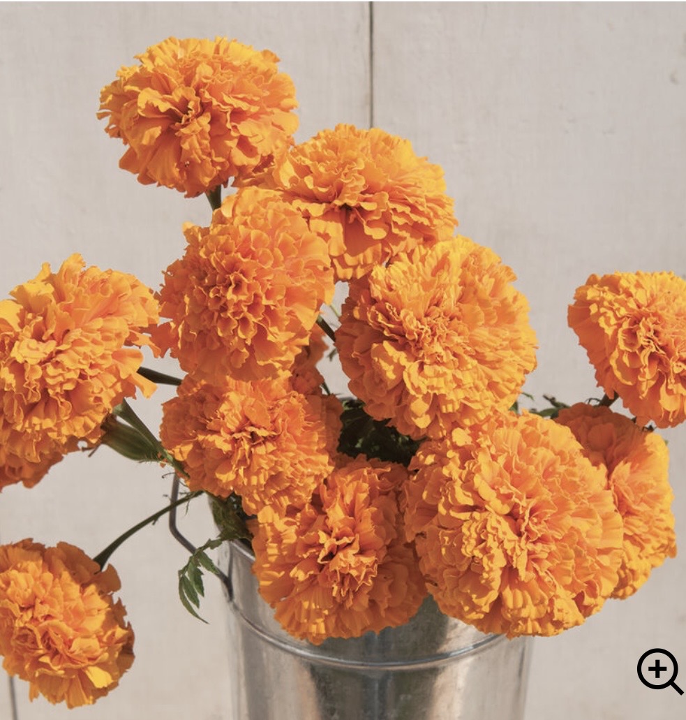 TAGETES erecta Giant Orange