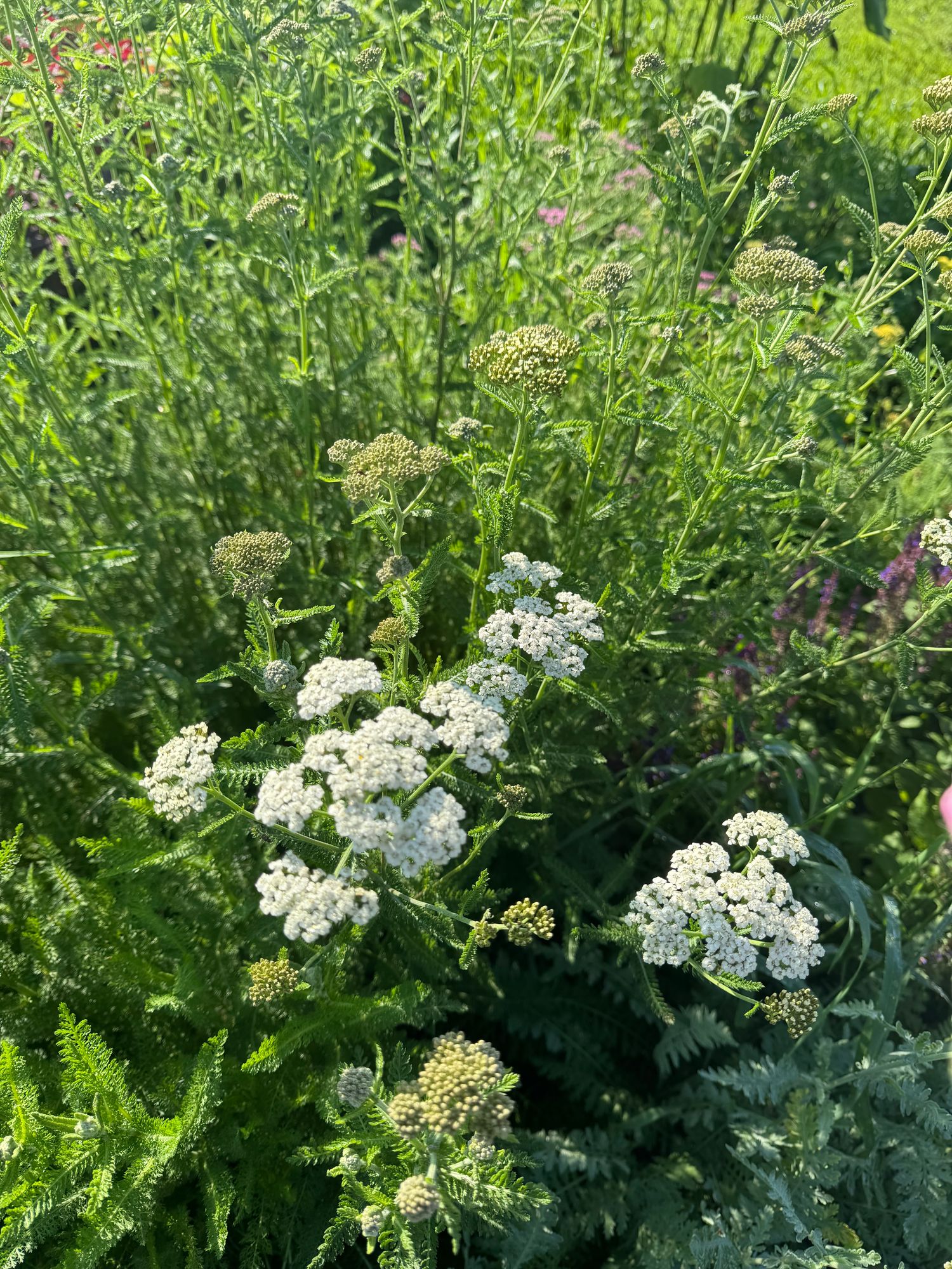 ACHILLEA millefolium