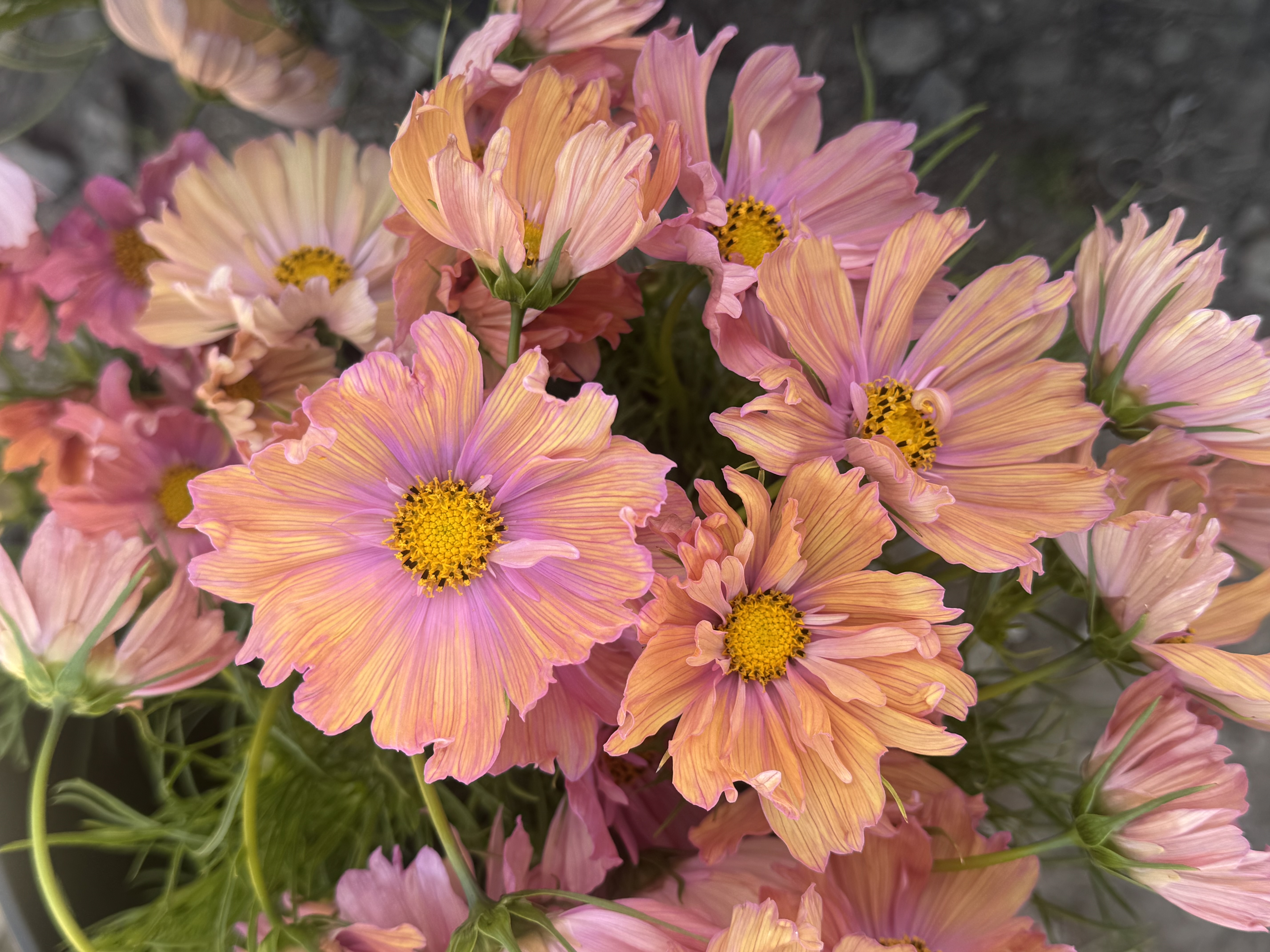 COSMOS bipinnatus Apricotta