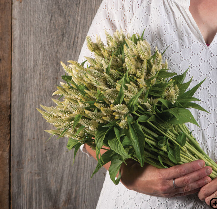 CELOSIA argentea spicata Celway White