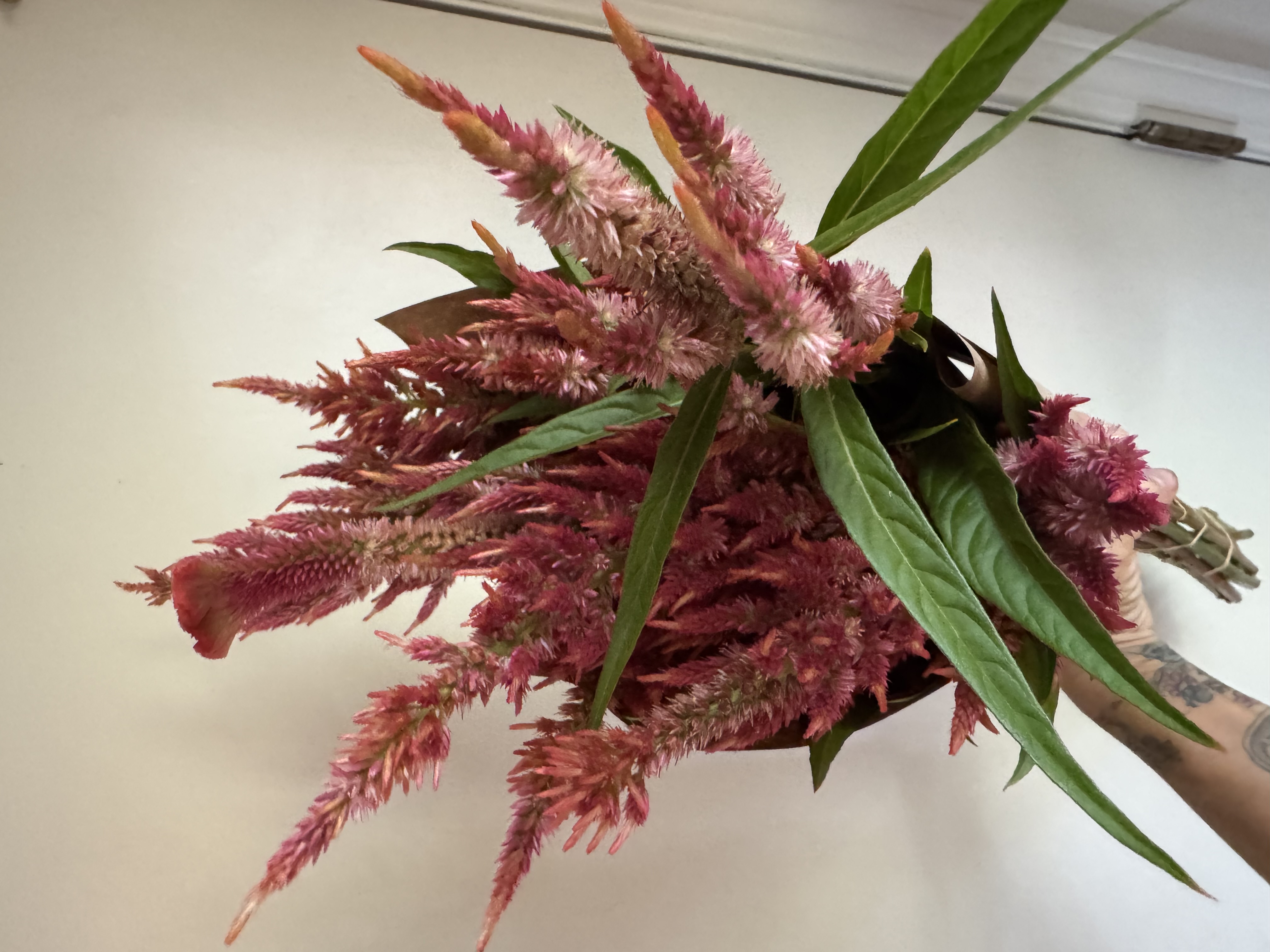 CELOSIA argentea plumosa Glowing Embers