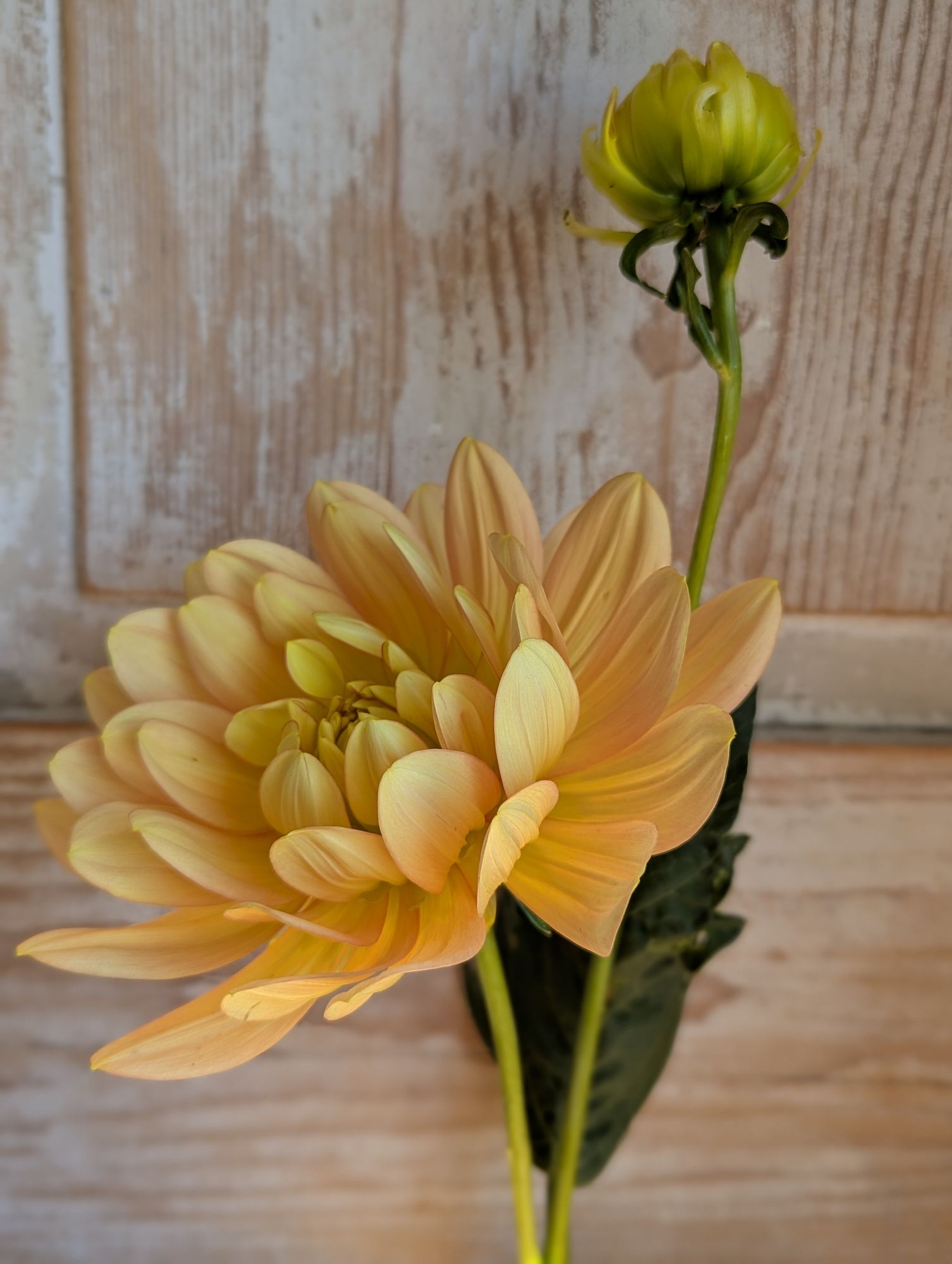 DAHLIA Waterlily (gen. classif.)