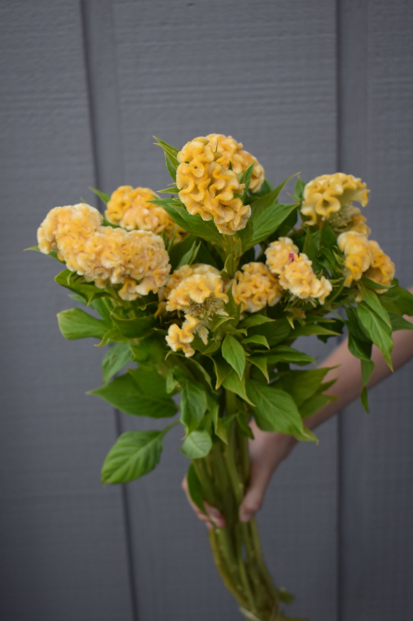 CELOSIA argentea var. cristata Chief Gold