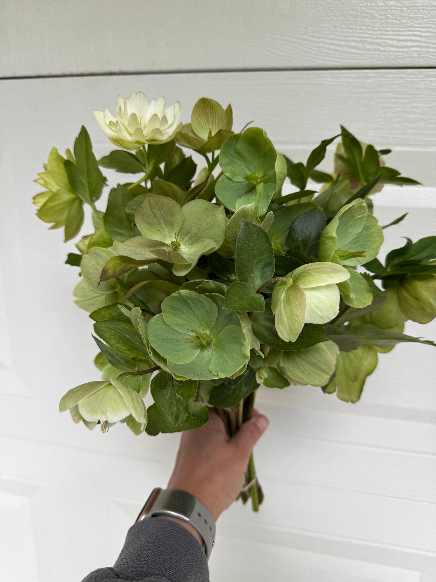 HELLEBORUS x hybridus