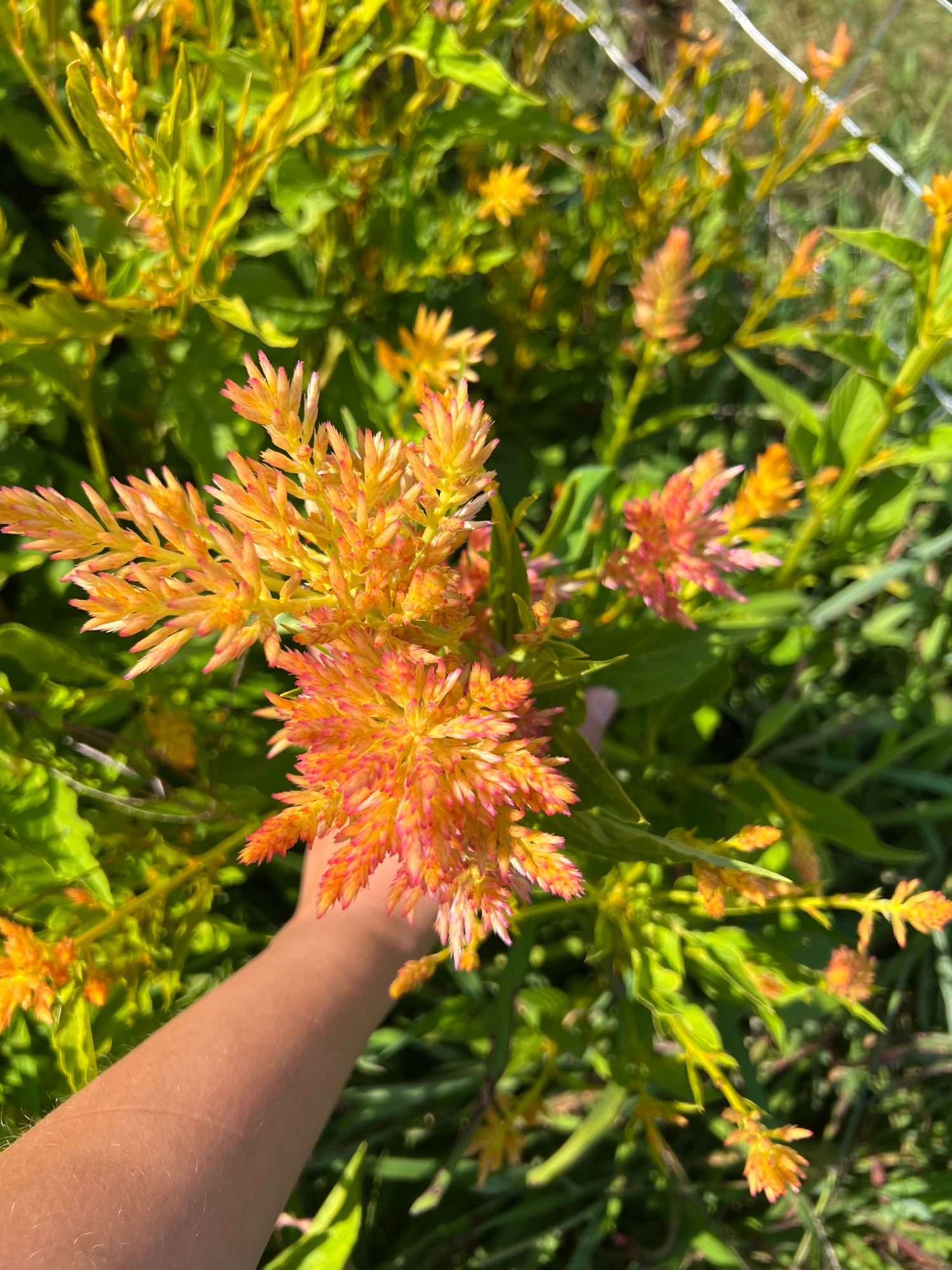 CELOSIA argentea var. spicata Shimmer
