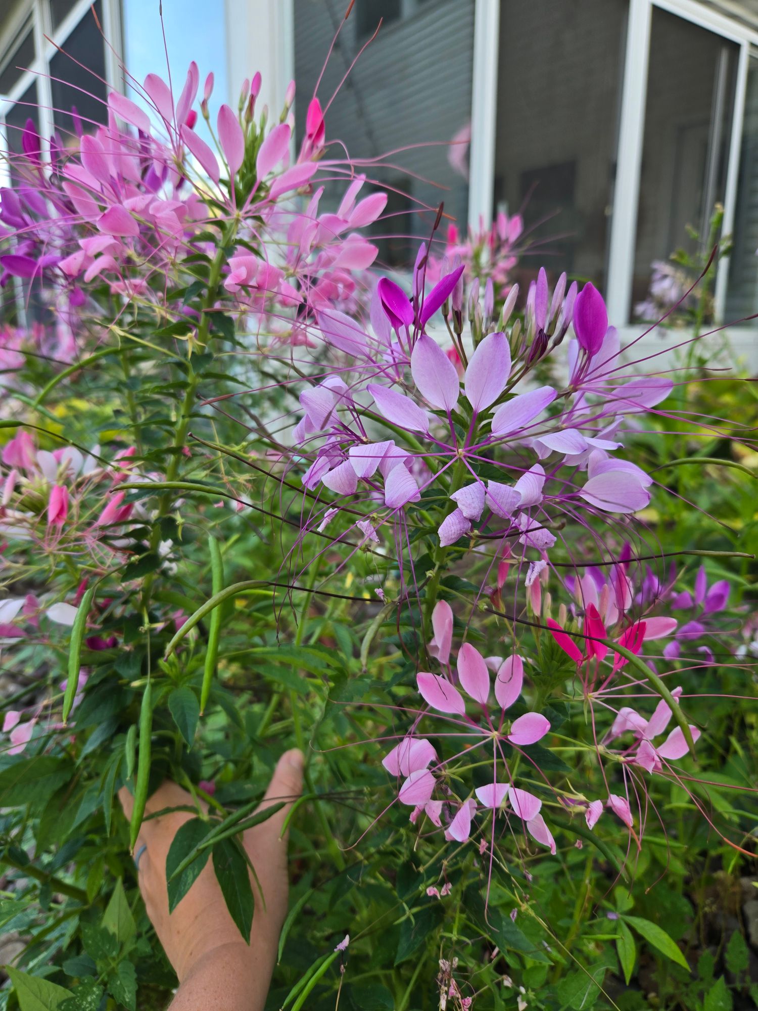 CLEOME