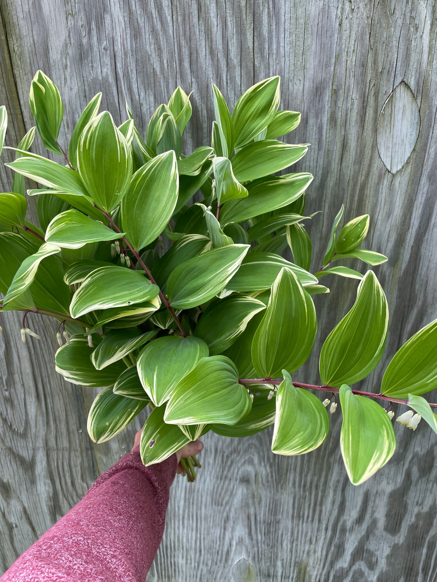 POLYGONATUM odoratum Variegatum