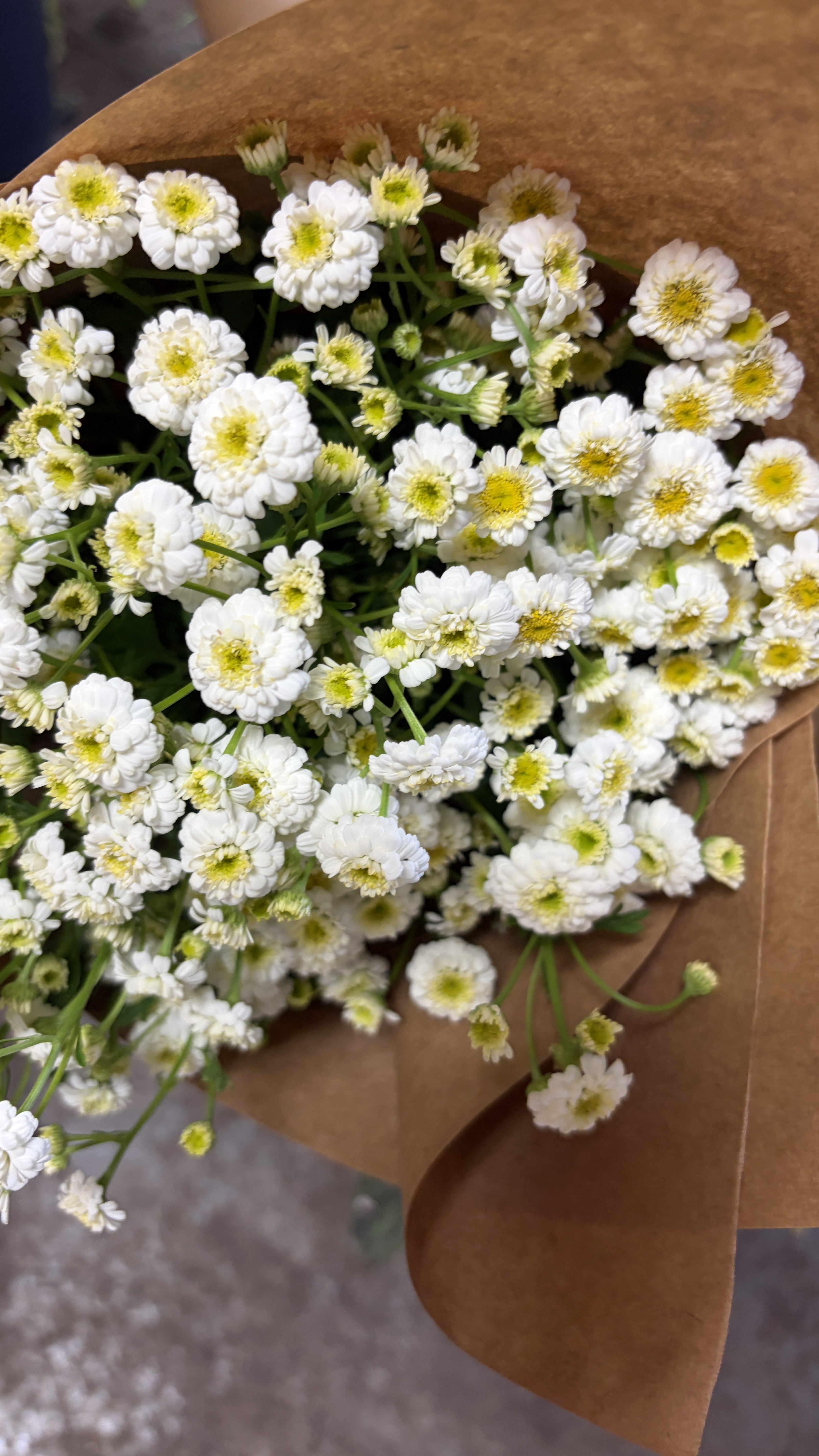 TANACETUM parthenium Tetra